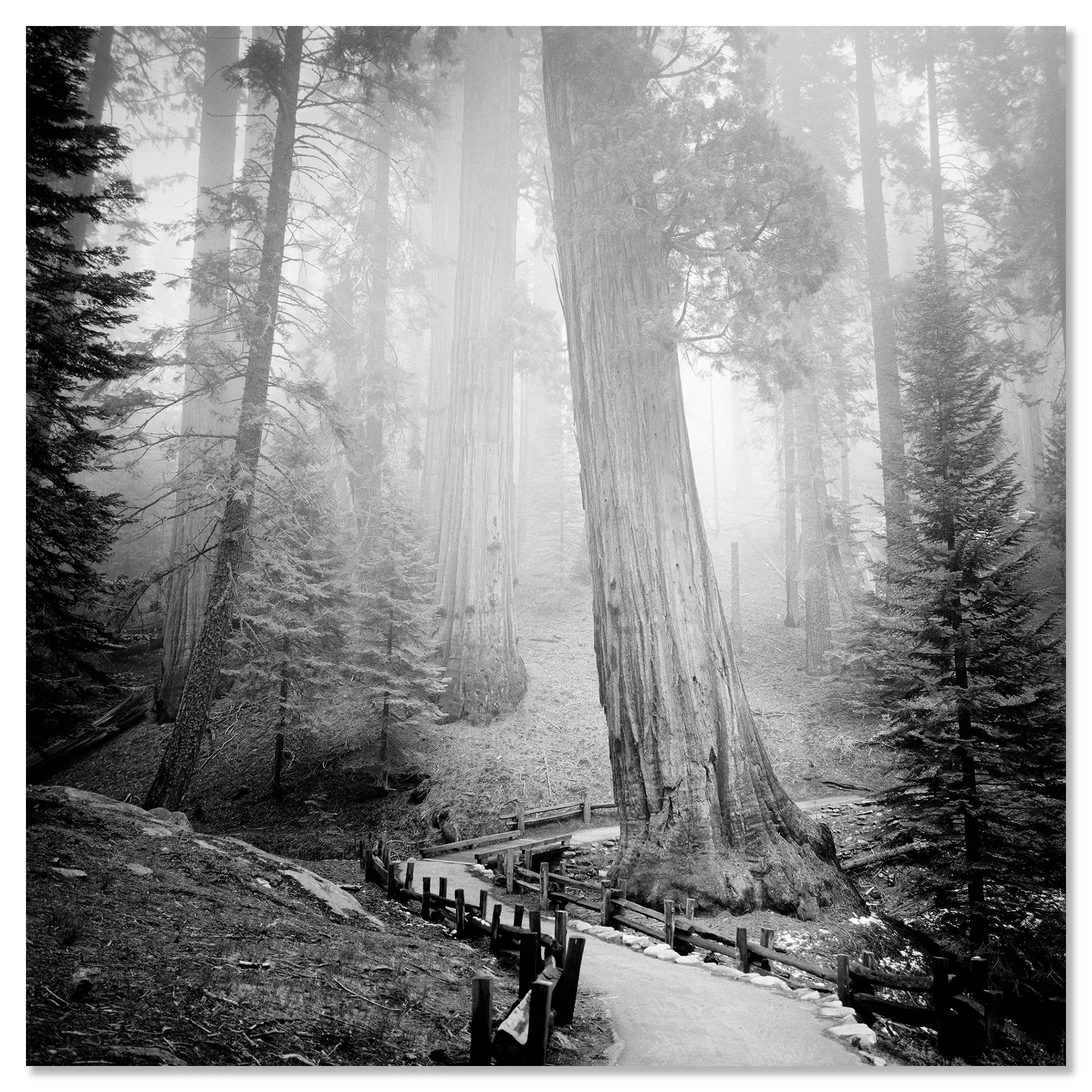Redwood Study 1 by Gerald Berghammer mounted on Dibond as a frameless black-and-white fine art photograph.