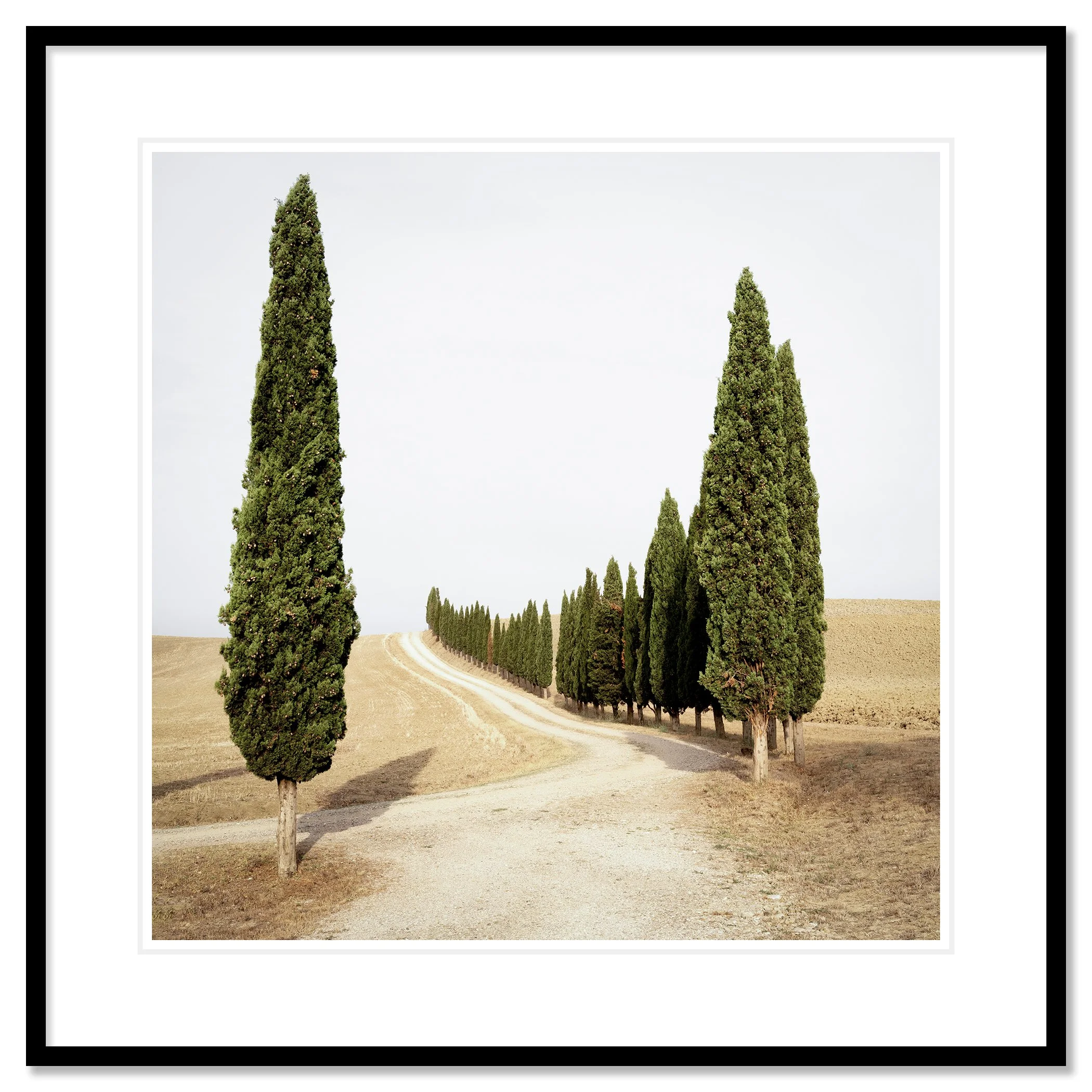 Gerald Berghammer - Color landscape photography. A winding dirt road lined with tall, green cypress trees on both sides in a dry, open landscape. Classic framed black