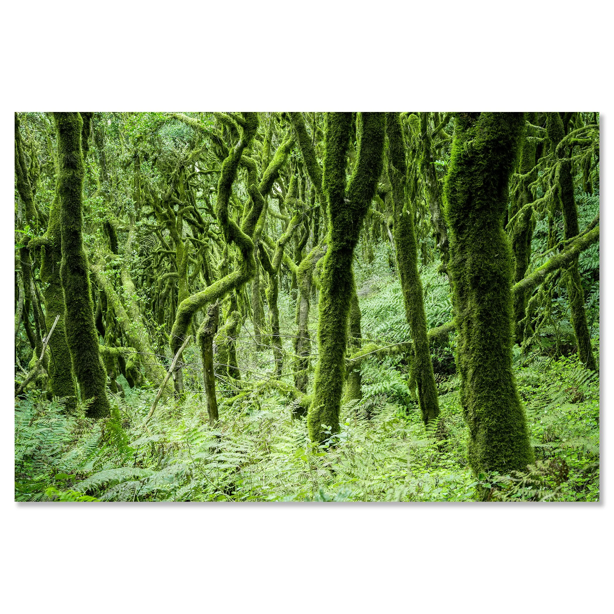 The Laurel Forest of La Gomera, Study 1 – colour photograph mounted on aluminium Dibond, shown frameless. Photo by Gerald Berghammer.