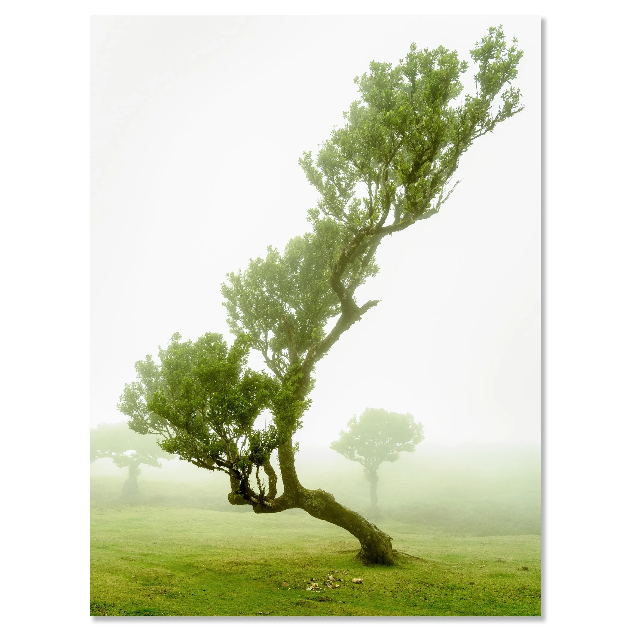 © 2021 Gerald Berghammer - A bent, twisted tree with green leaves in a foggy landscape with other trees in the background. Chromaluxe frameless