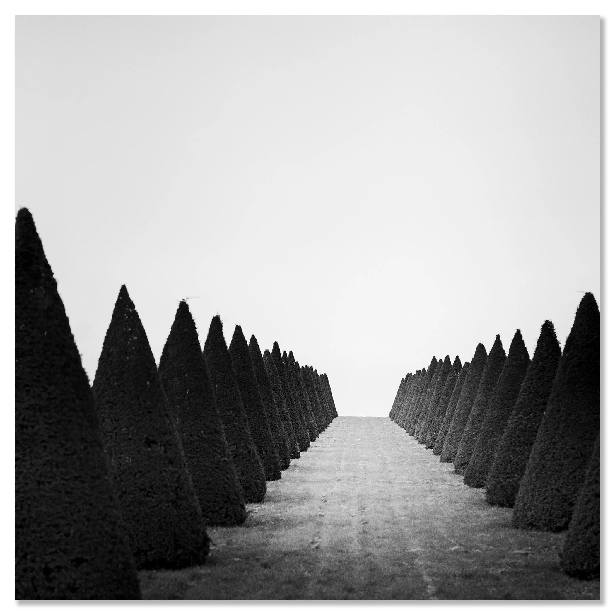 Hedges Study 4 displayed as a frameless black-and-white photograph mounted on aluminium Dibond by Gerald Berghammer.