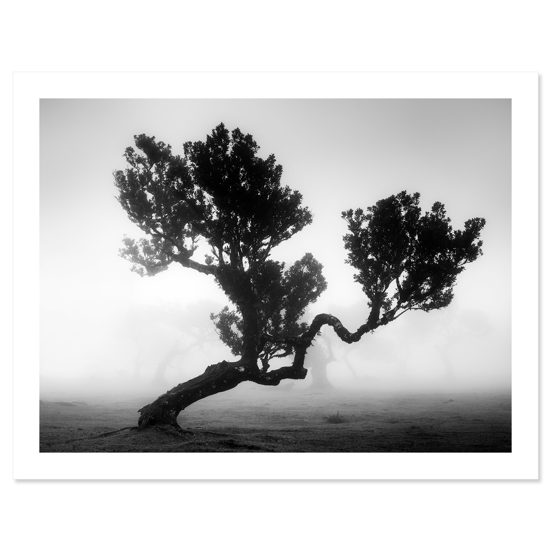 Ancient Laurisilva Forest, Study 3 by Gerald Berghammer, black-and-white fine art print on archival paper with a white border.