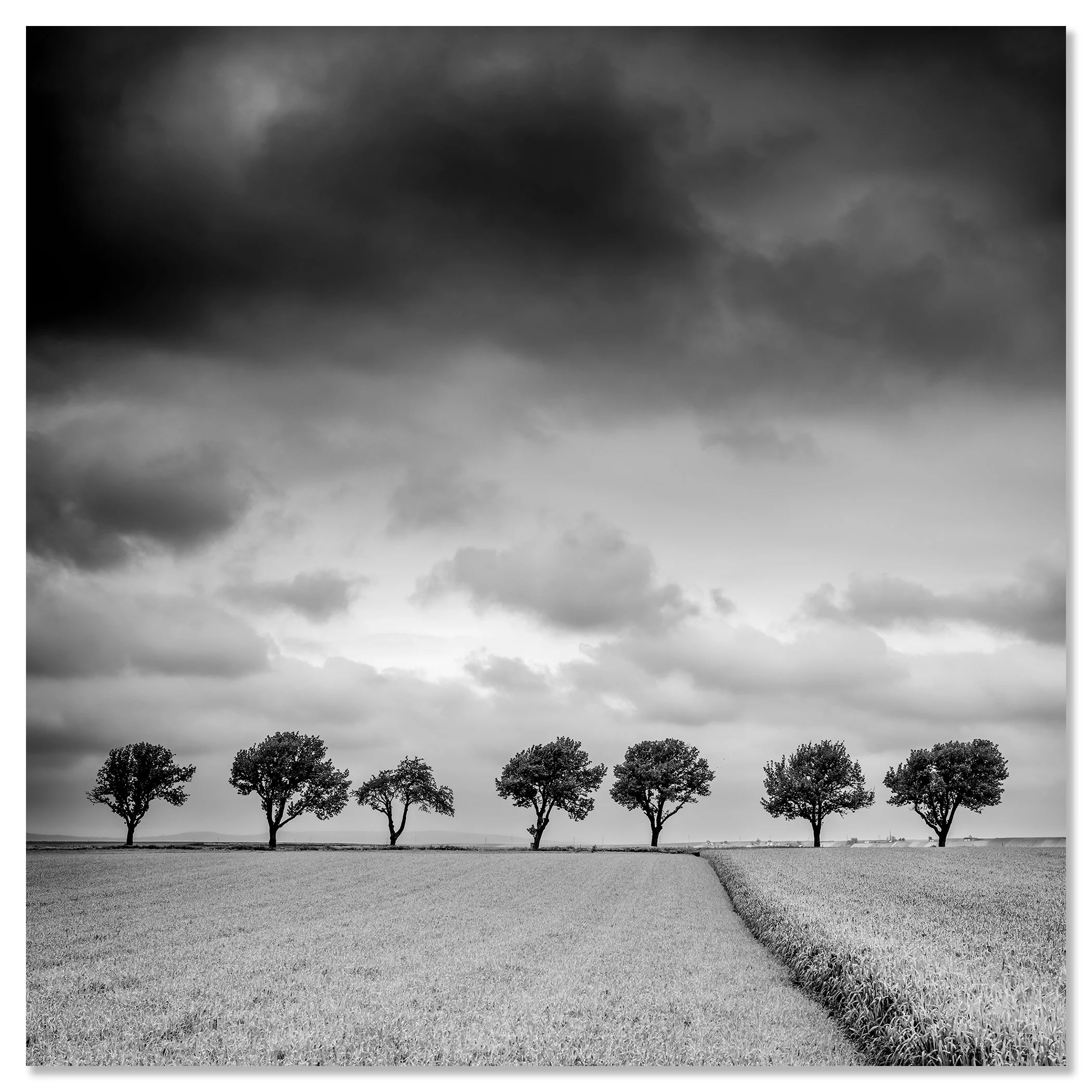 Trees at the Edge of a Field, Study 1 – frameless black-and-white photograph mounted on aluminium Dibond. Photo by Gerald Berghammer.