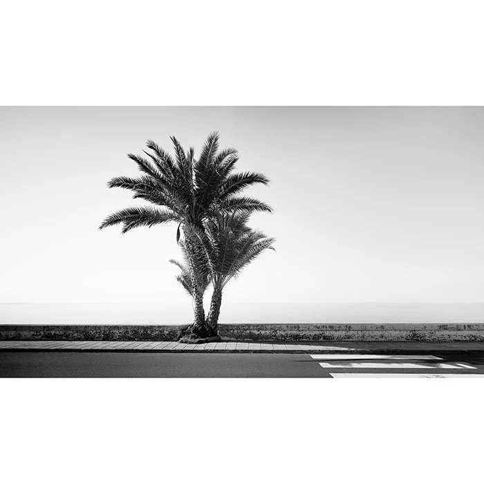 Palm Tree on the Roadside Study 2 – Portugal | Gerald Berghammer