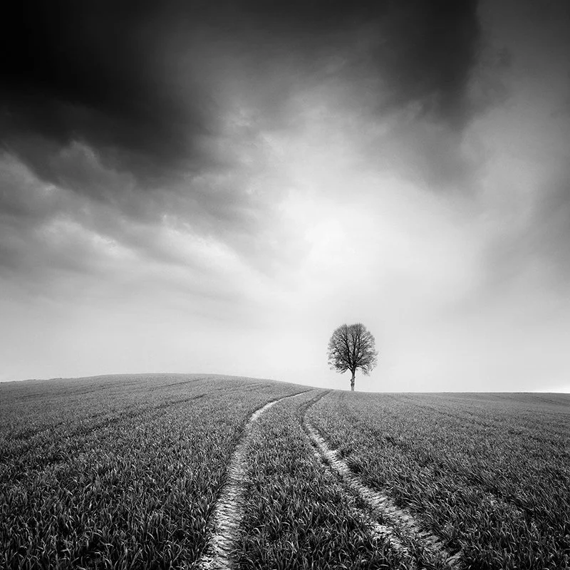 Farmland Study 3 by Gerald Berghammer, black-and-white photograph of a solitary tree, curved field tracks and dramatic clouds in Austria.