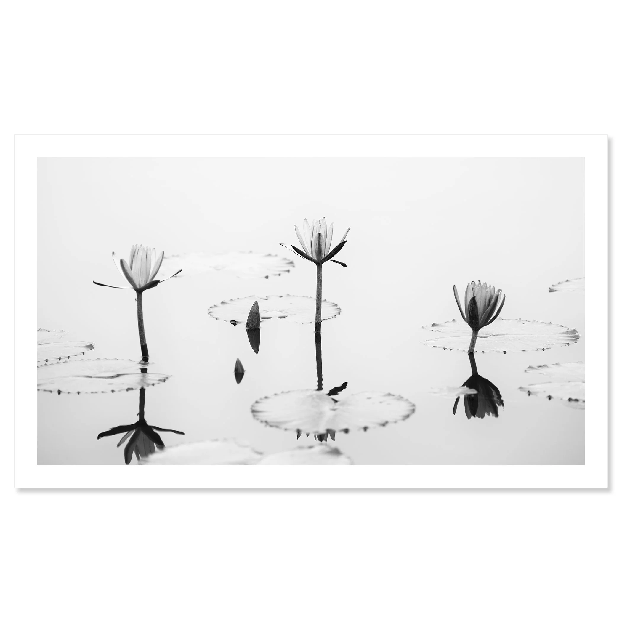 © 2025 Gerald Berghammer - Black and white minimalist waterside photography. Water lilies and lily pads on a calm pond with reflections of the flowers in the water. Fine art print only