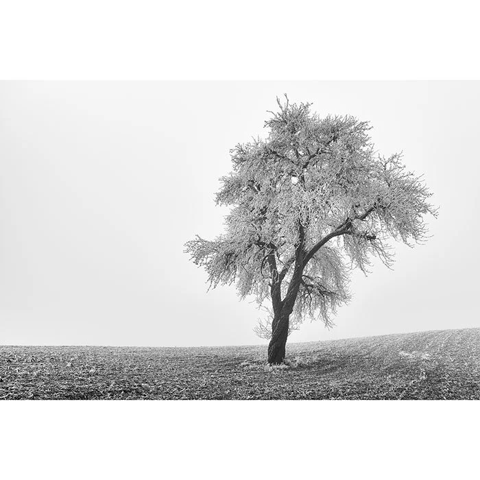Tree in Frozen Field Study 1 – Austria | Gerald Berghammer