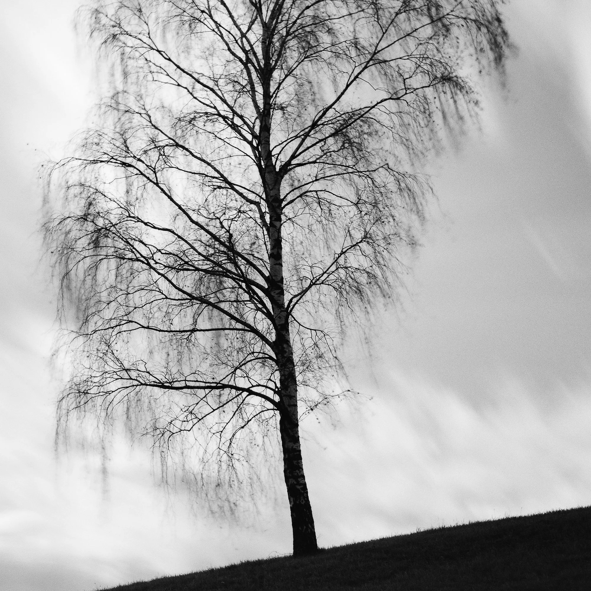 Detail of Black Birch by Gerald Berghammer, showing the dark hillside, birch tree and dramatic long-exposure sky.
