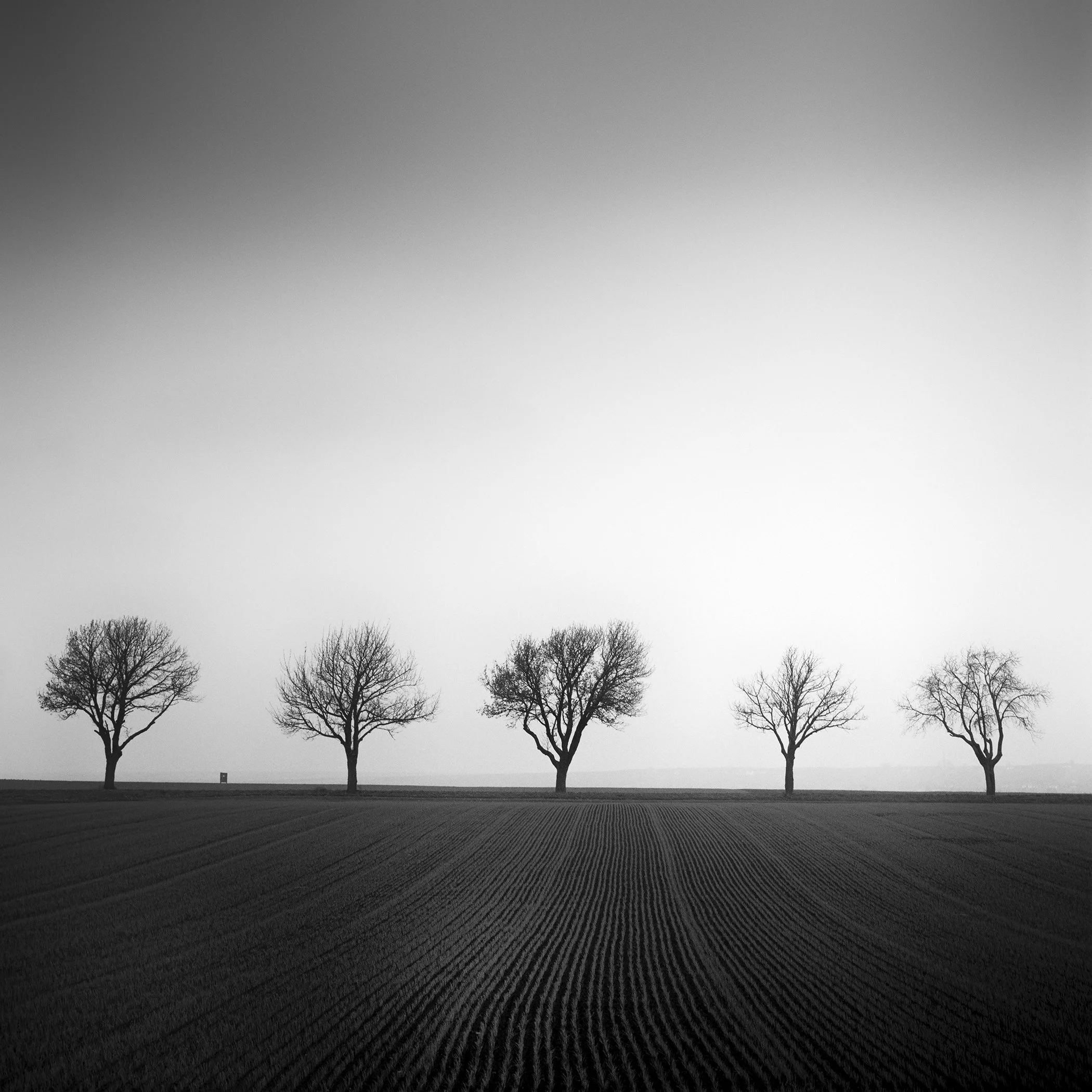 Five bare cherry trees across a ploughed field in a minimalist black-and-white rural landscape in Austria. Photo by Gerald Berghammer.