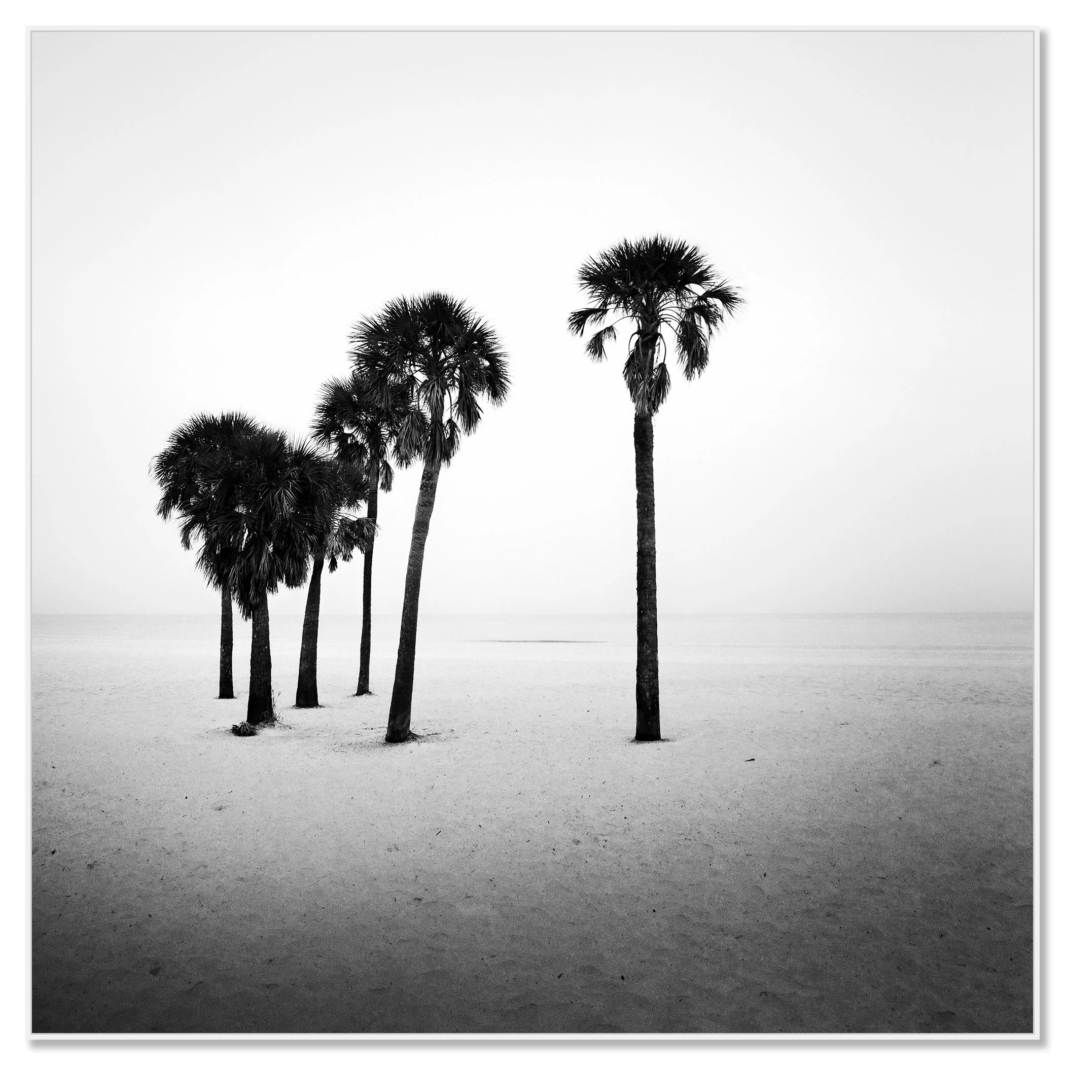 Palm Beach Study 7 by Gerald Berghammer shown on aluminium Dibond in a white aluminium ArtBox frame.