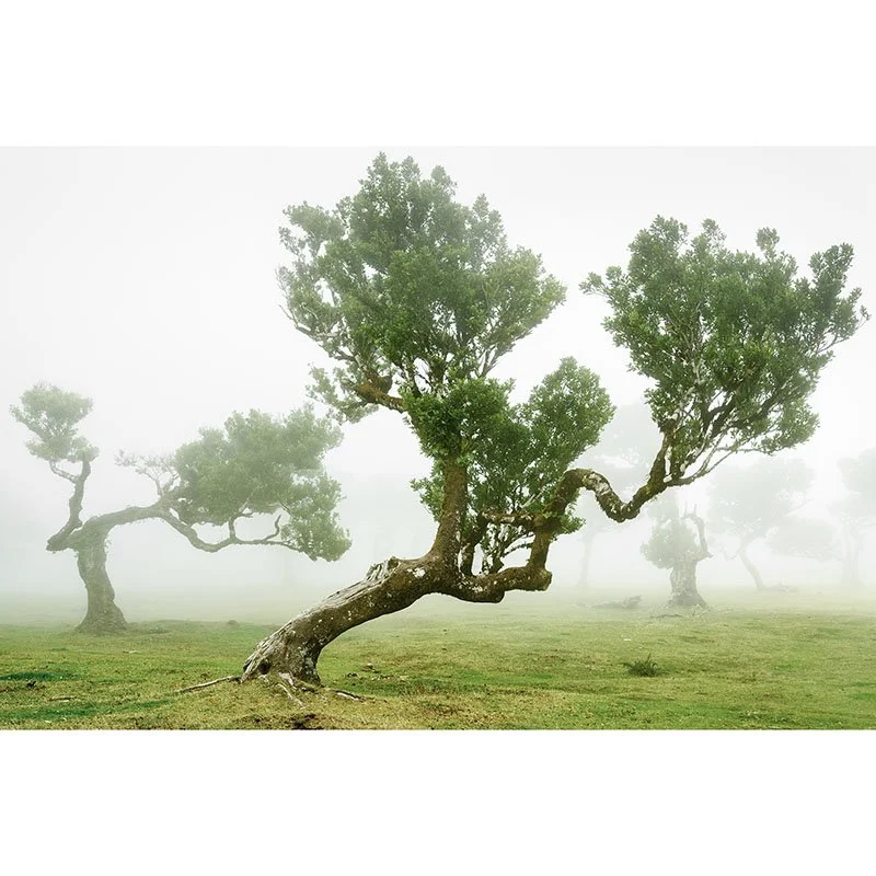 Gerald Berghammer - Fairy Forest Study 2, Madeira, Portugal