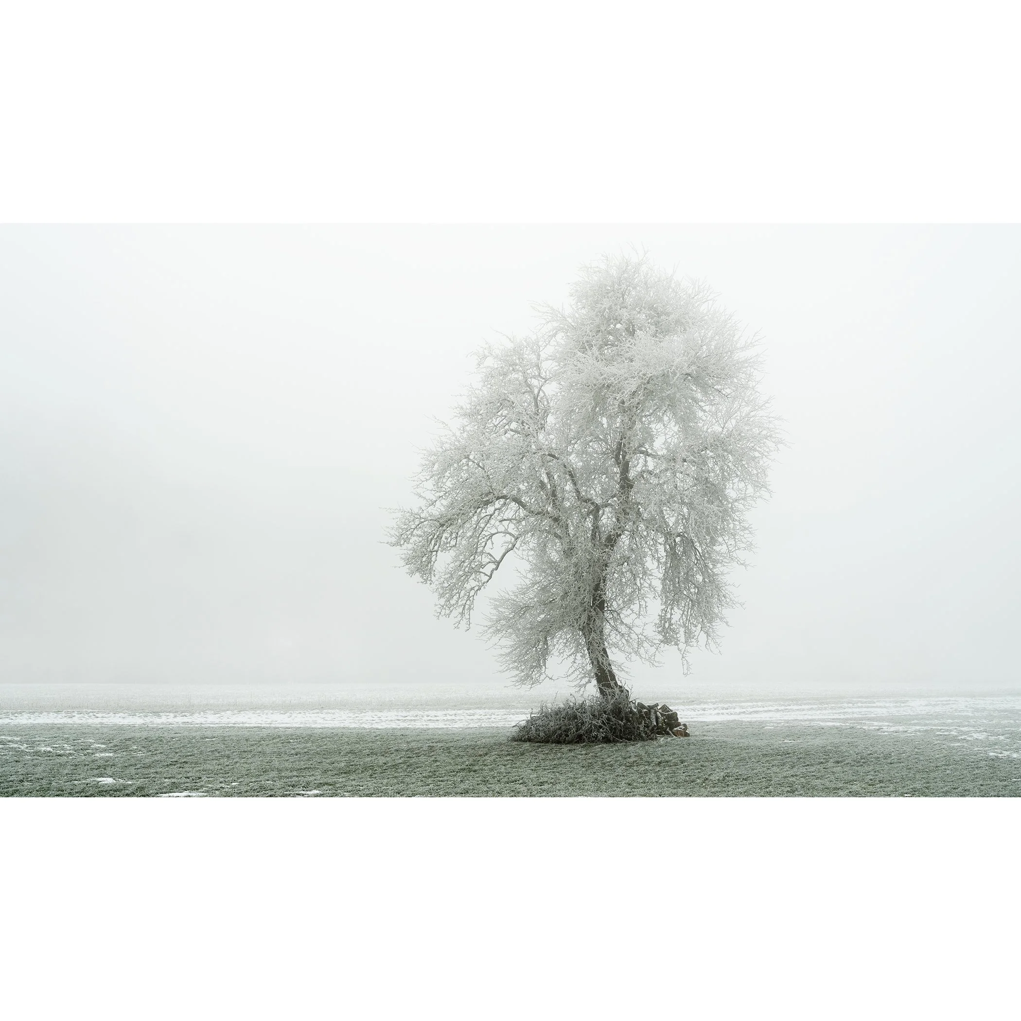 Gerald Berghammer - Color minimalist photography. A solitary tree with snow-covered branches on a small patch of land in a foggy winter landscape.