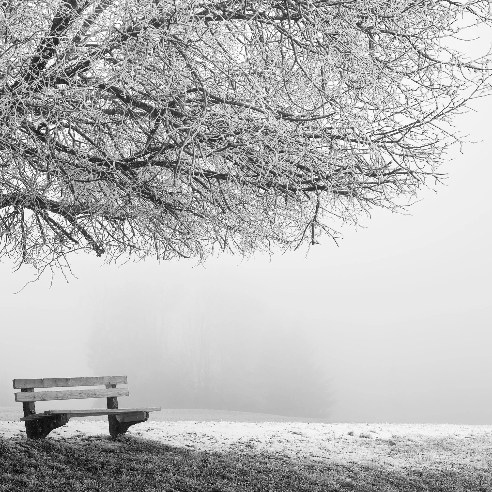 Cropped view of frost-covered tree and wooden bench in Cold Foggy Winter Morning Study 1 by Gerald Berghammer.