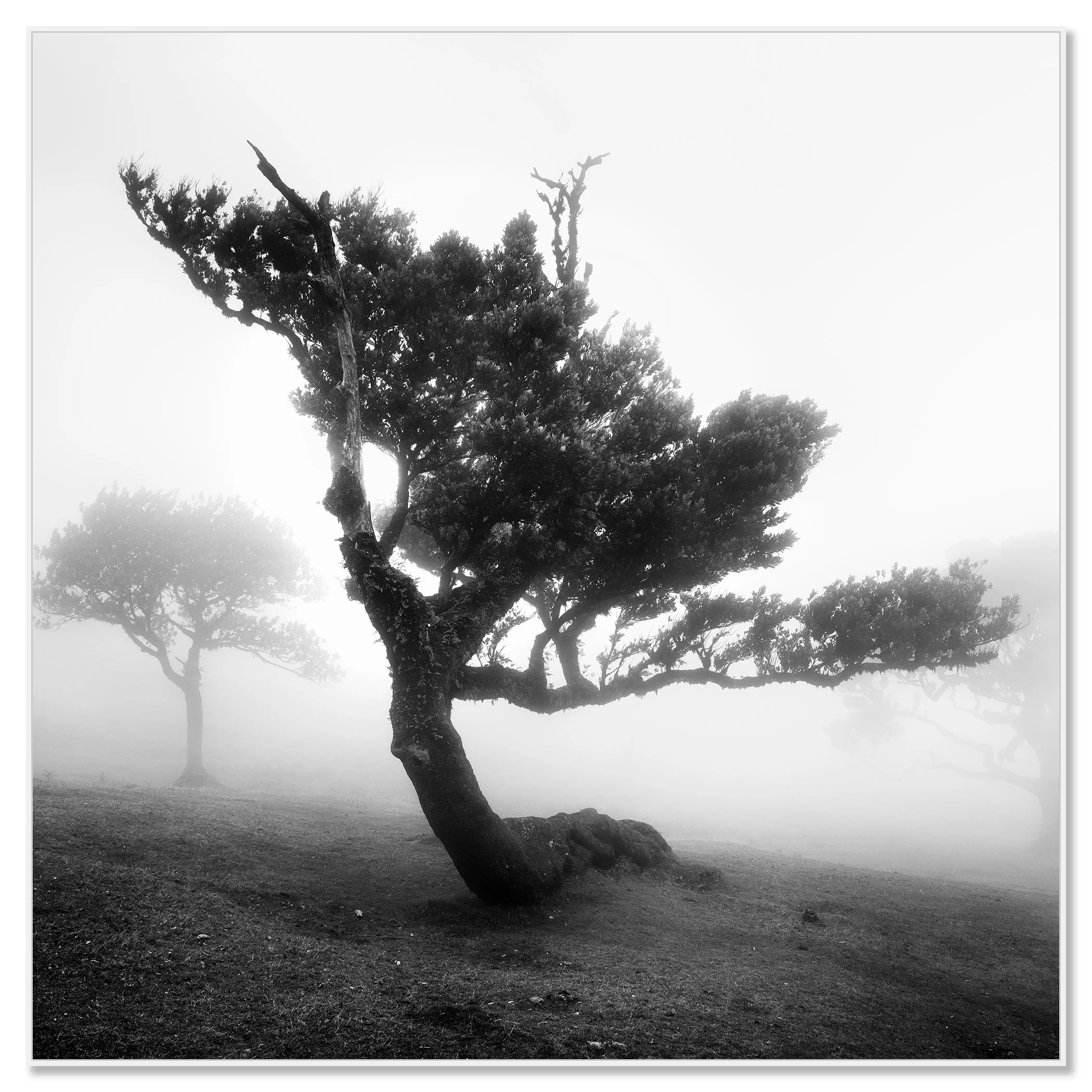 Ancient Laurel Cloud Forest Study 3 by Gerald Berghammer, black-and-white Dibond print presented in a white aluminium ArtBox frame.