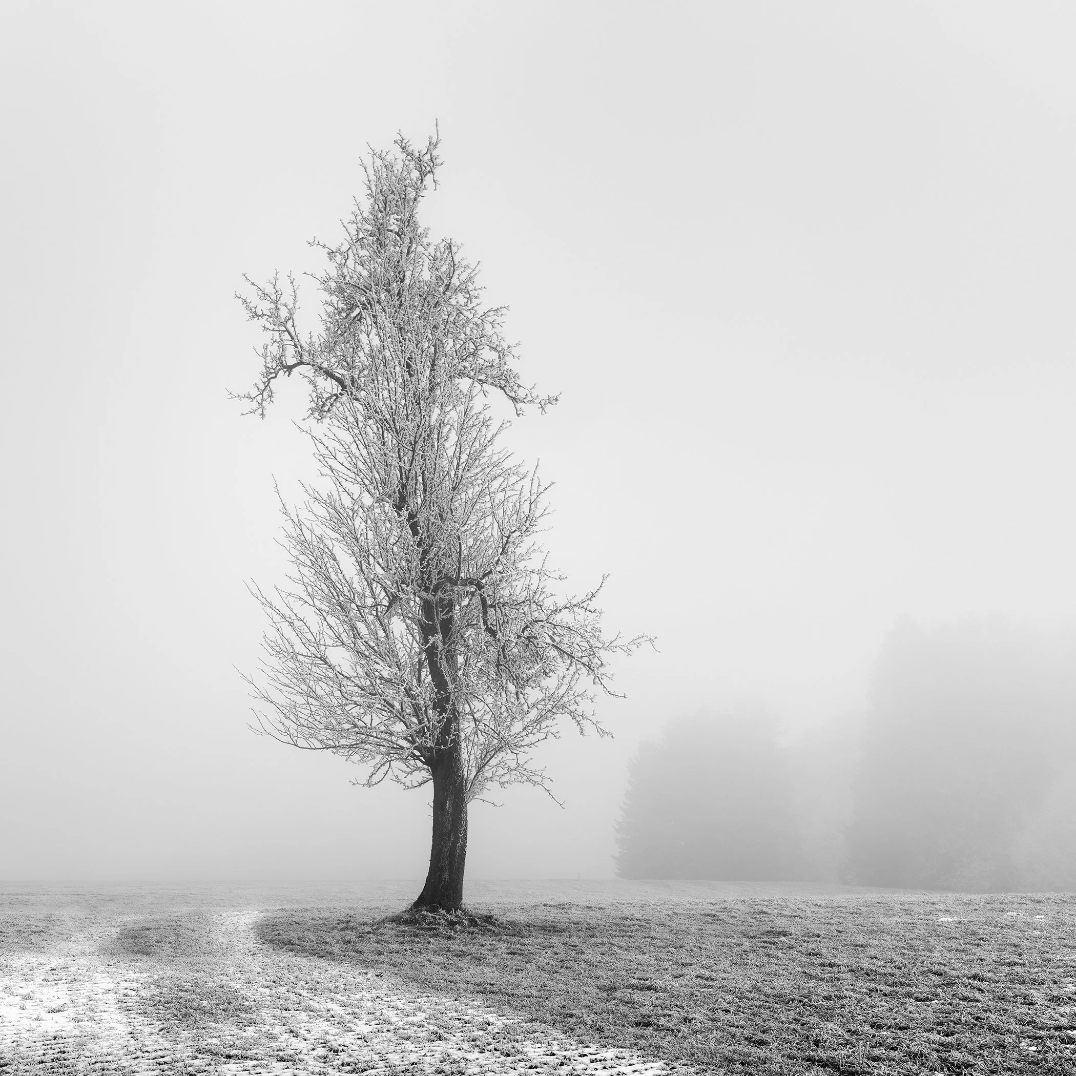 Minimalist black-and-white winter landscape with a solitary frost-covered tree in misty farmland in Austria, photographed by Gerald Berghammer.