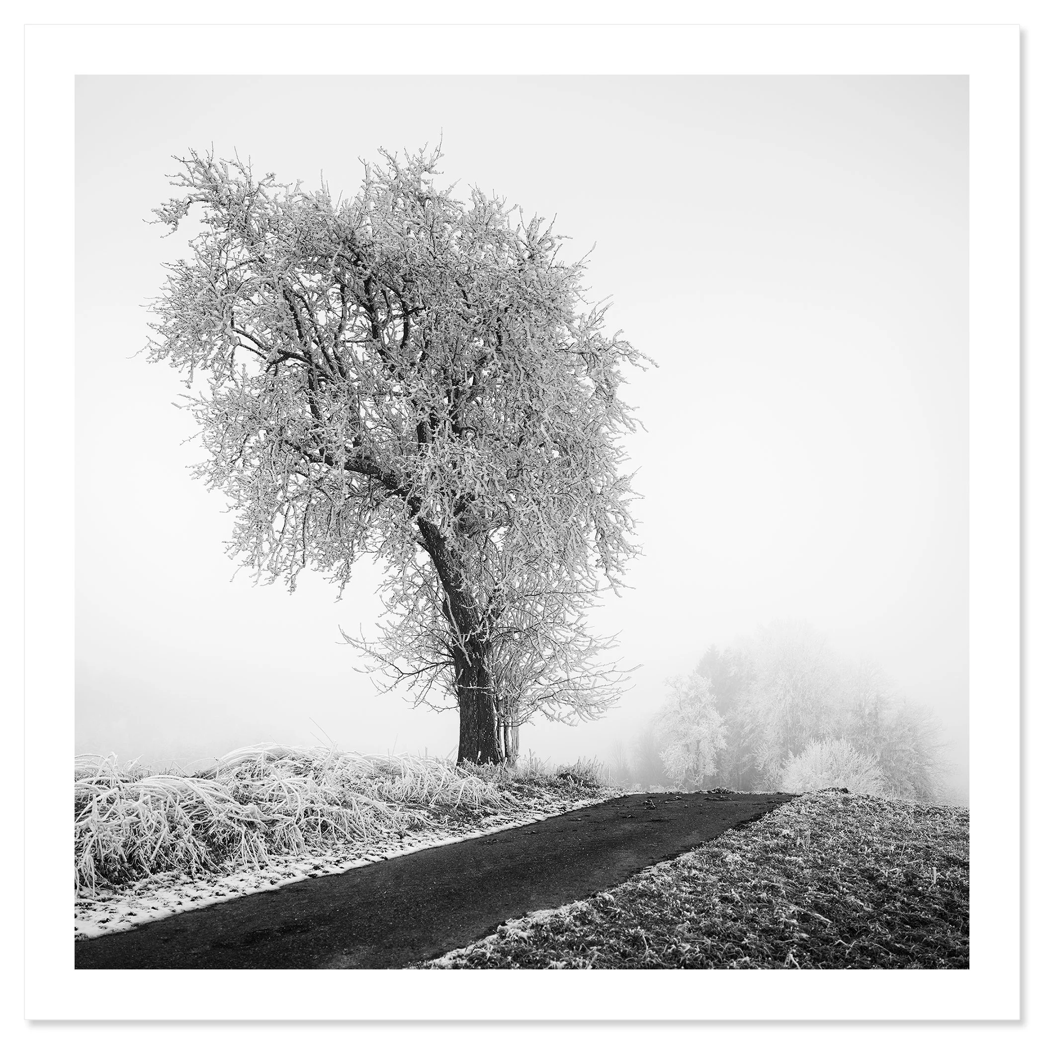 Frost-covered tree standing next to a narrow countryside road in thick fog, Print only