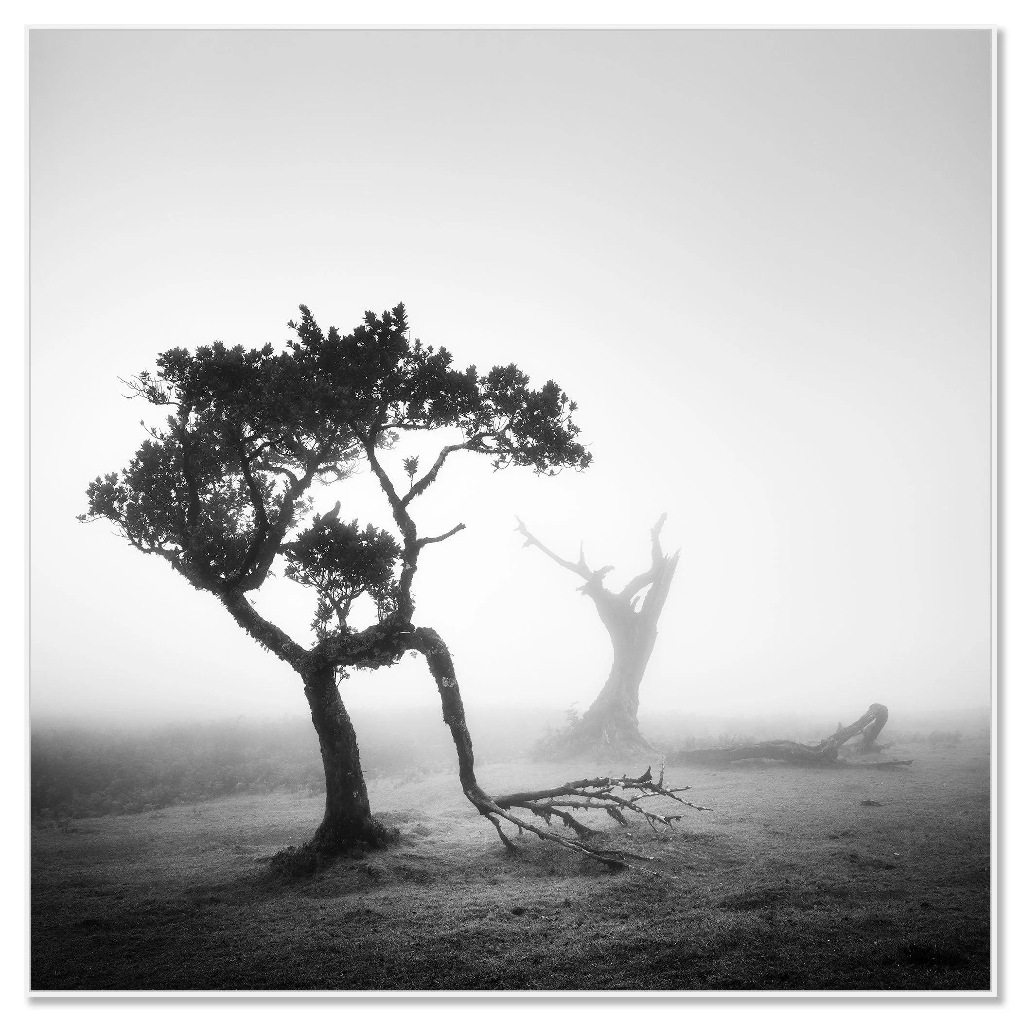Ancient Laurel Cloud Forest Study 1, black-and-white fine art photograph in a white aluminium ArtBox frame by Gerald Berghammer.