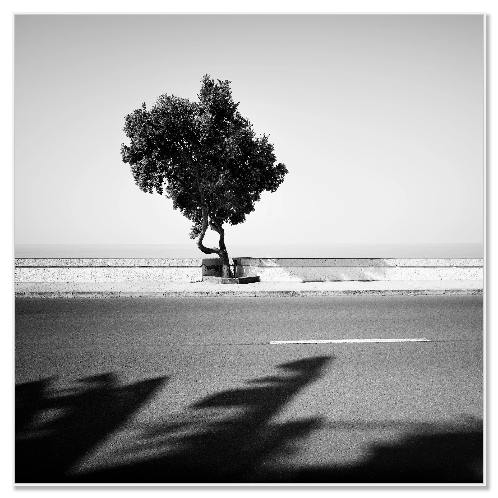 Black and white photo of a lone tree by a seafront road, with shadows stretching across the pavement – framed ArtBox white