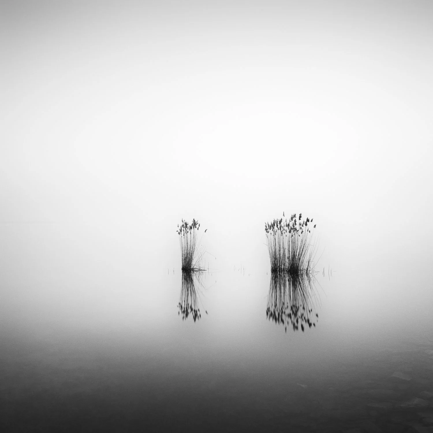 Phragmites Study 1, Hungary – two isolated groups of reeds reflected in calm water, minimalist black-and-white fine art photography by Gerald Berghammer.