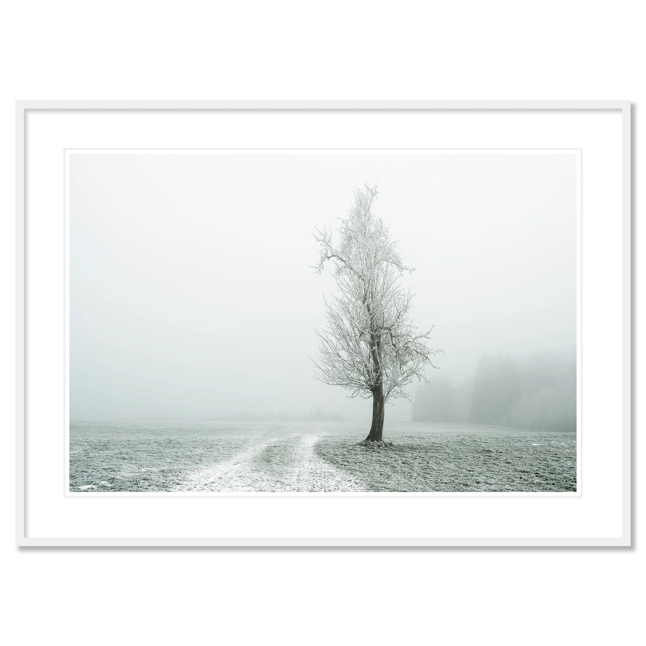 Gerald Berghammer - Color fine art photography. A solitary tree stands in a snow-covered field with a winding path, surrounded by foggy, winter landscape. Classic framed white