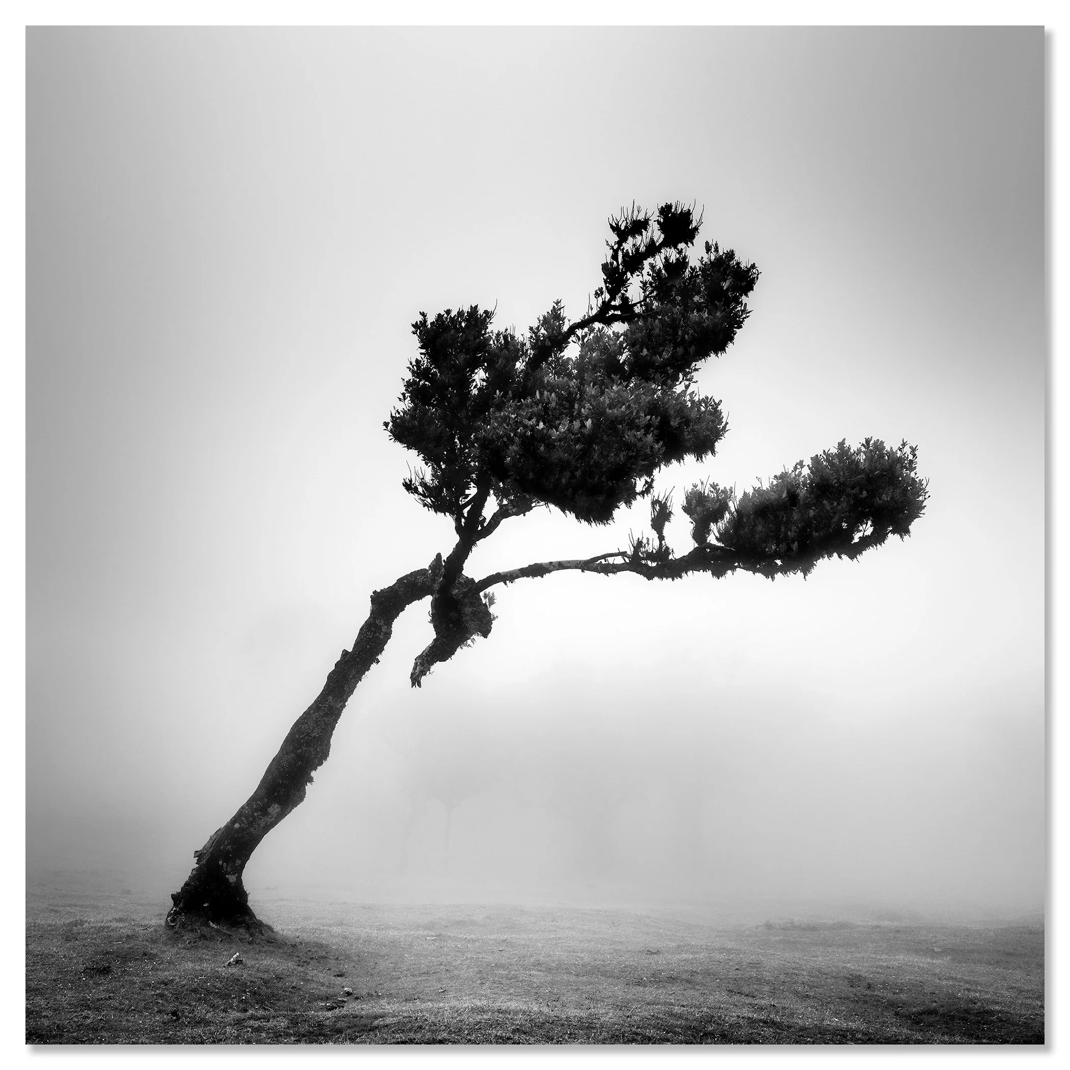 Deer in Fairy Forest Study 1 presented as a frameless black-and-white photographic print on aluminium Dibond by Gerald Berghammer.