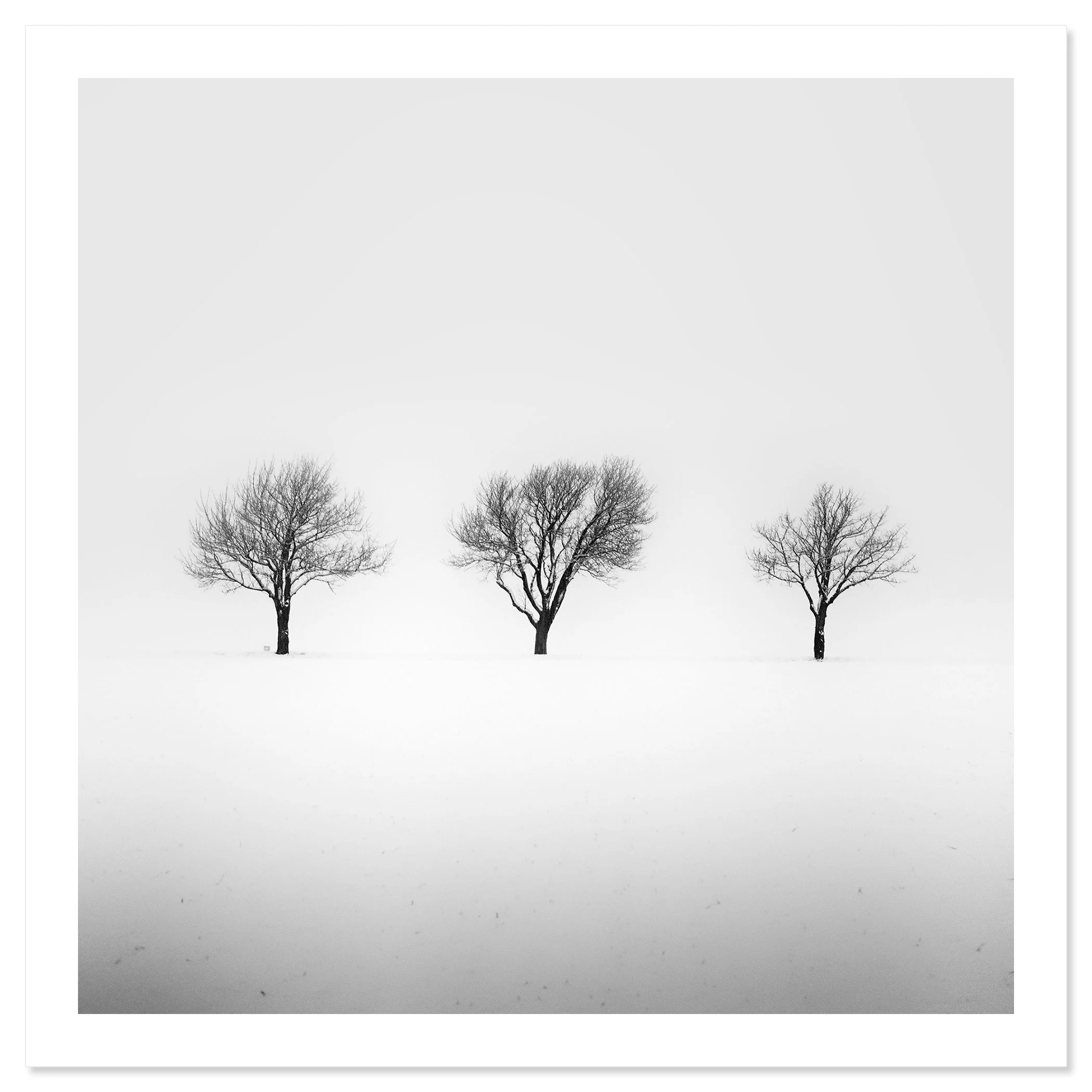 Three bare trees in a snowy field on a misty winter morning in Austria – print only