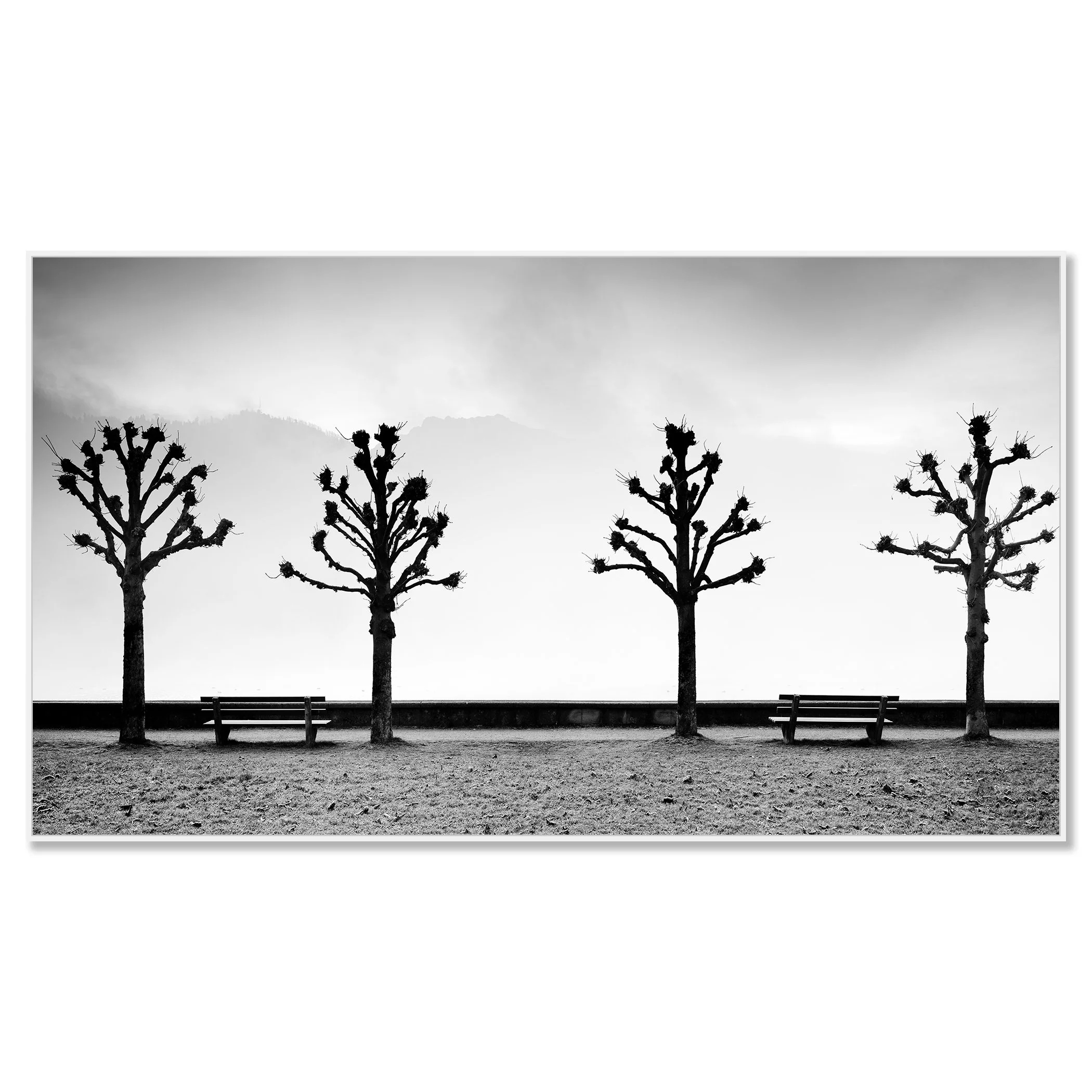 Esplanade with Chestnut Trees by Gerald Berghammer, archival pigment print in a black aluminium frame with white mount.