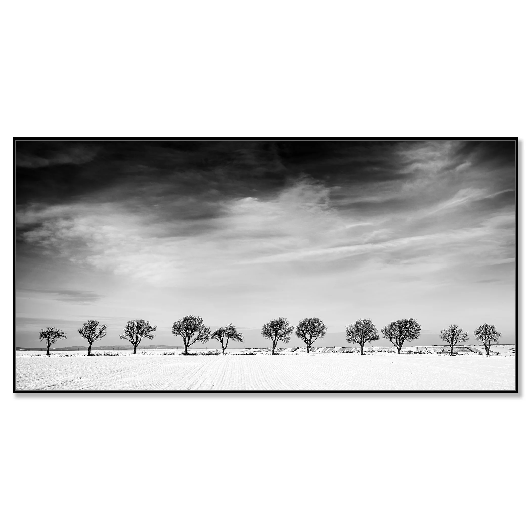 Eleven Trees in a Snow Field – Austria, black-and-white photograph mounted on Dibond in a black aluminium ArtBox frame.