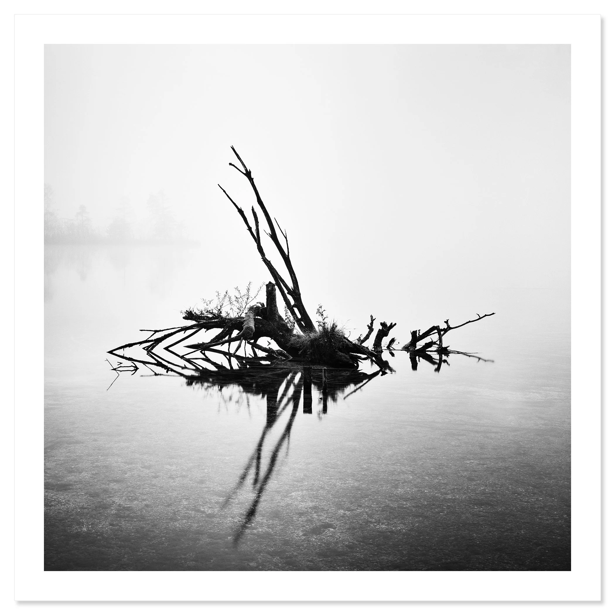 Fallen Tree Study 1 by Gerald Berghammer, black-and-white fine art photograph of a fallen tree at Almsee, Austria, shown as an archival pigment print.