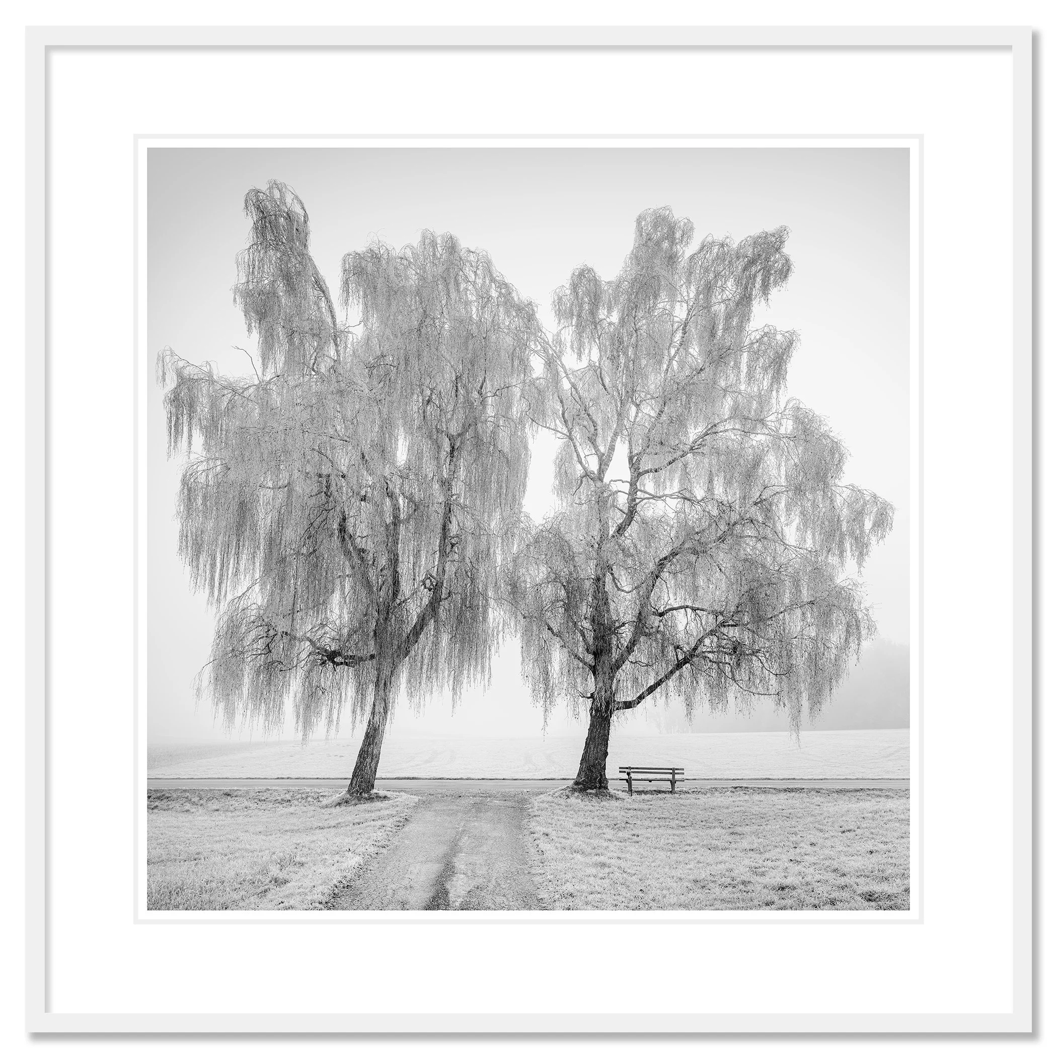 © 2025 Gerald Berghammer - Black and white landscape photography. Two leafless trees near a park bench on a foggy day, with a dirt path leading towards the trees. Classic framed white