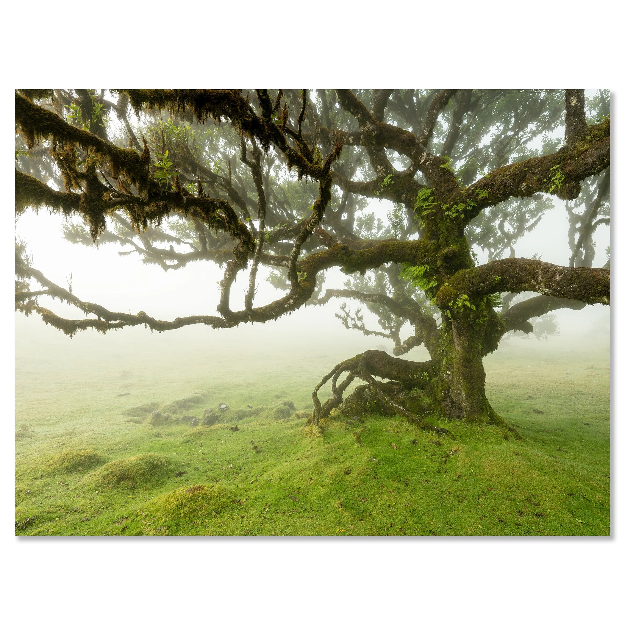 Moss-covered ancient tree with twisted branches in a misty meadow on Madeira Island – dibond frameless