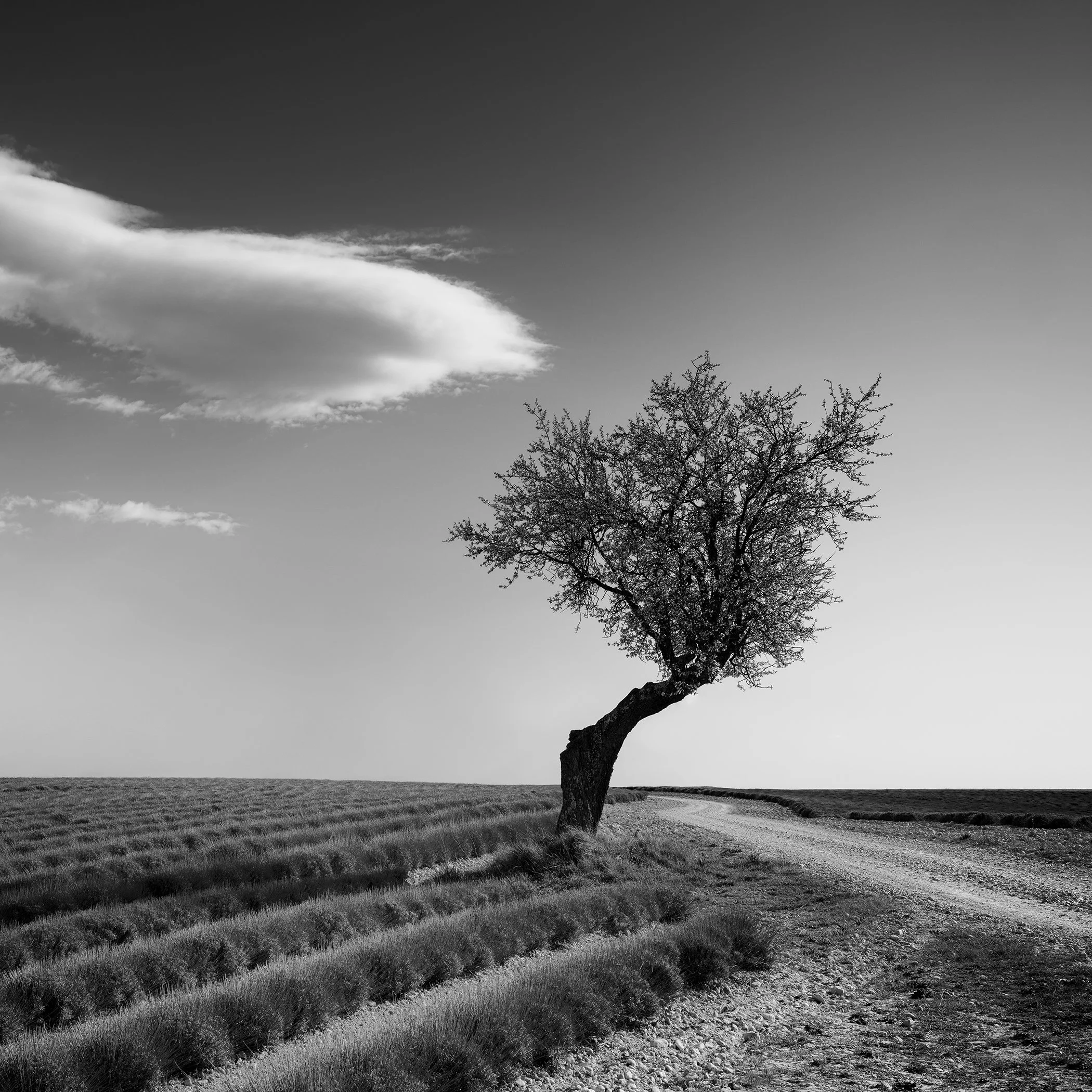 Lavender Field with Lonely Tree Study 1 by Gerald Berghammer, black-and-white photograph of a solitary tree beside lavender rows beneath a dramatic cloud in France.