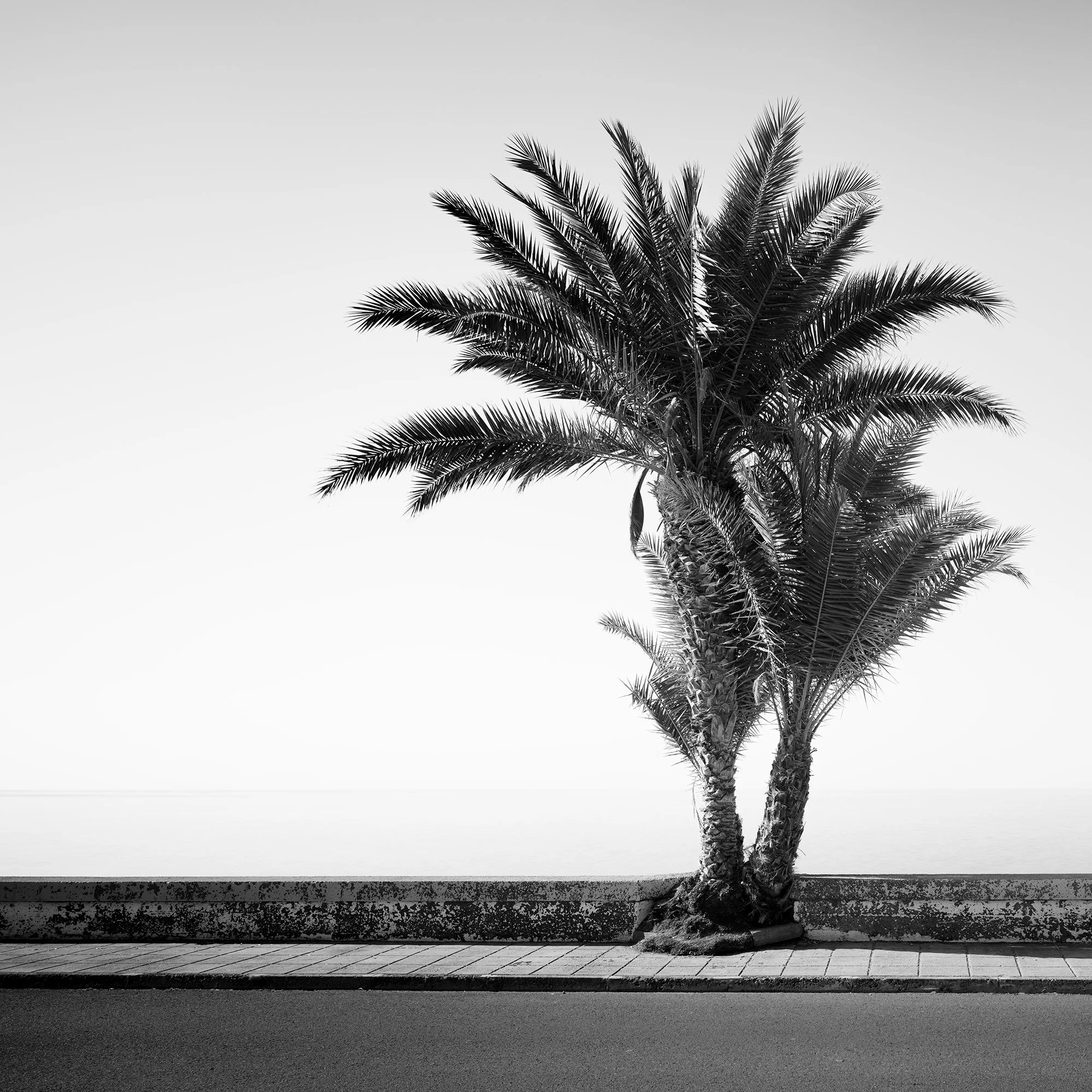 Palm Tree on the Roadside Study 2 by Gerald Berghammer, black-and-white detail showing palm trunks and intricate fronds against the Atlantic horizon.