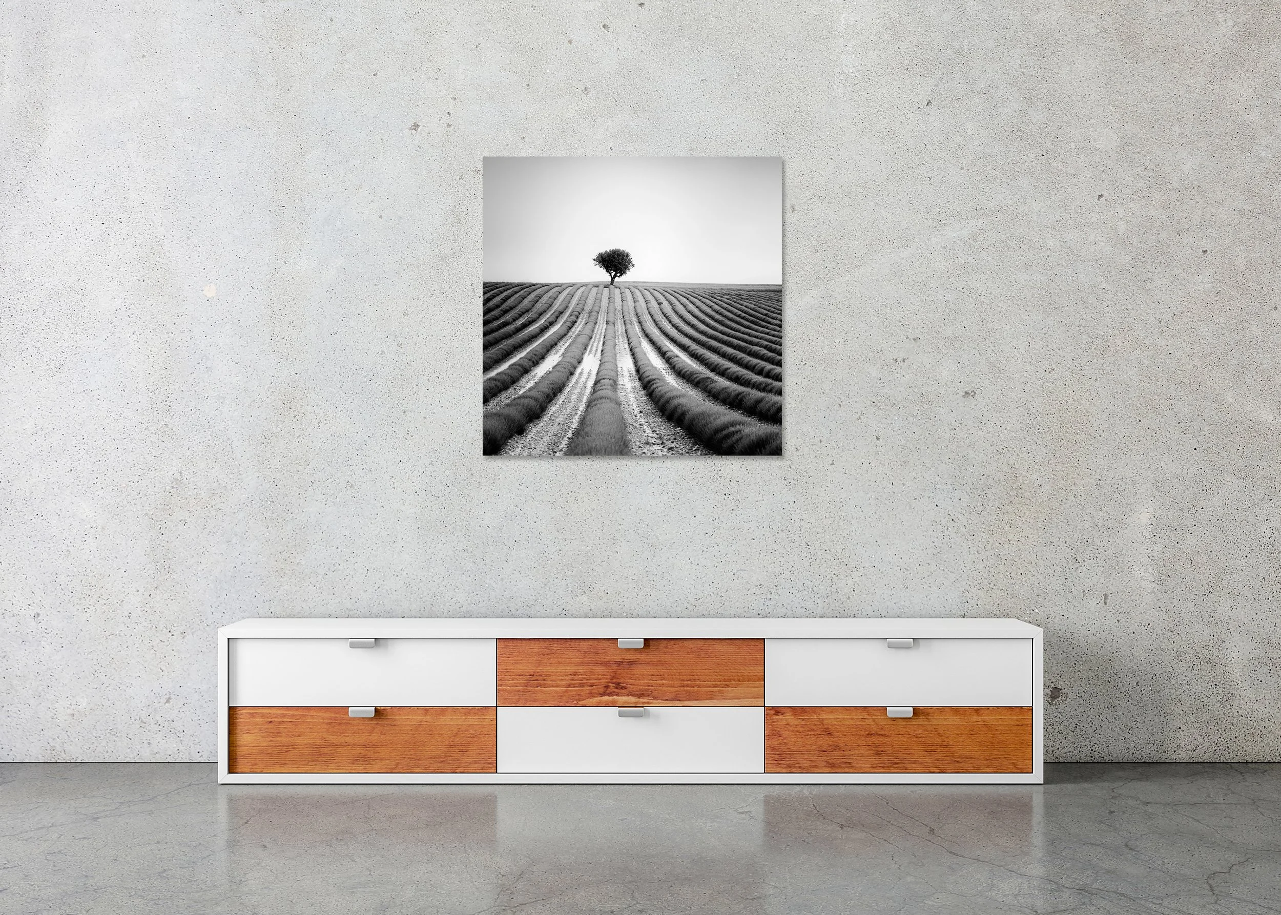 Lonely Tree in Lavender – France, frameless black-and-white photograph on aluminium Dibond displayed above a low cabinet.