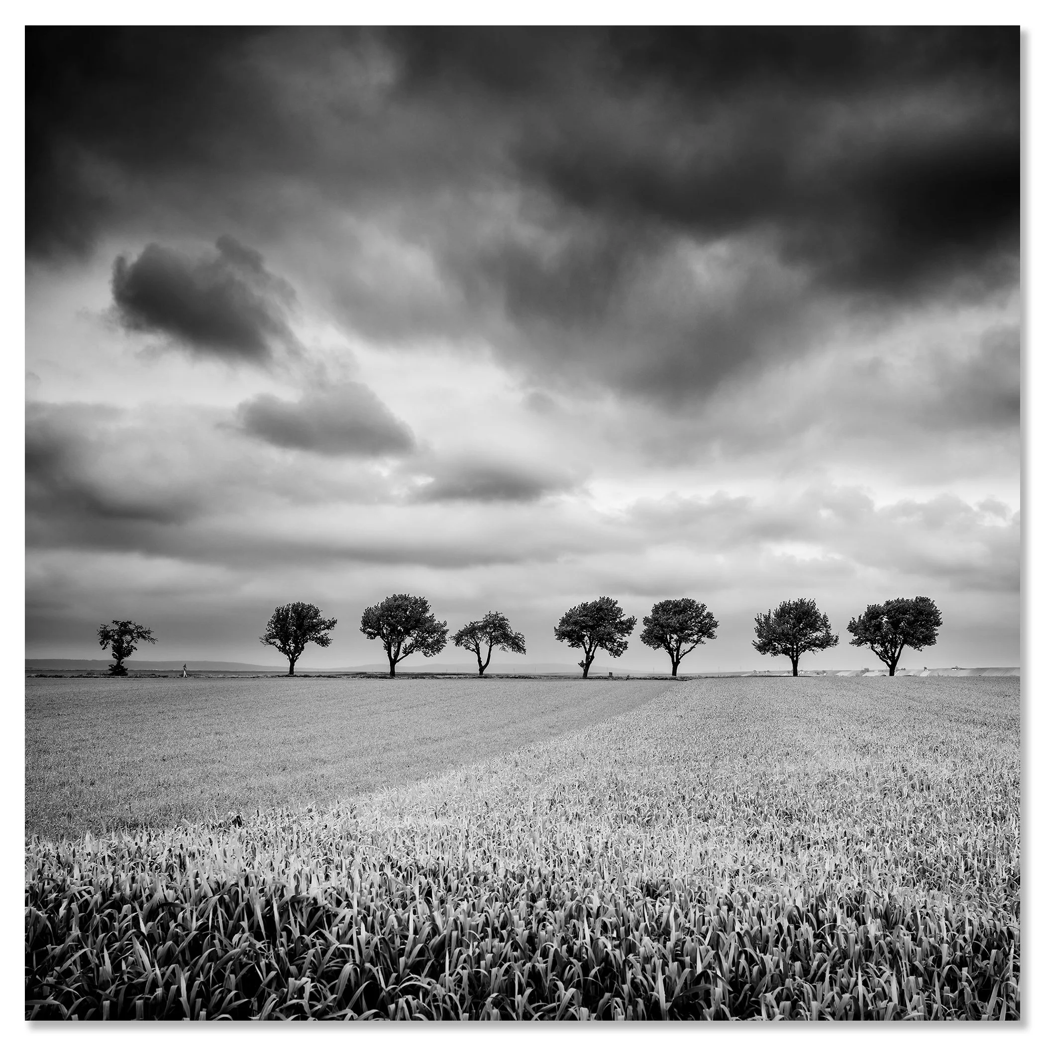 © 2023 Gerald Berghammer - Black and white landscape photography. Field with uniform crops, seven evenly spaced trees in the distance, and a cloudy sky overhead. Chromaluxe frameless