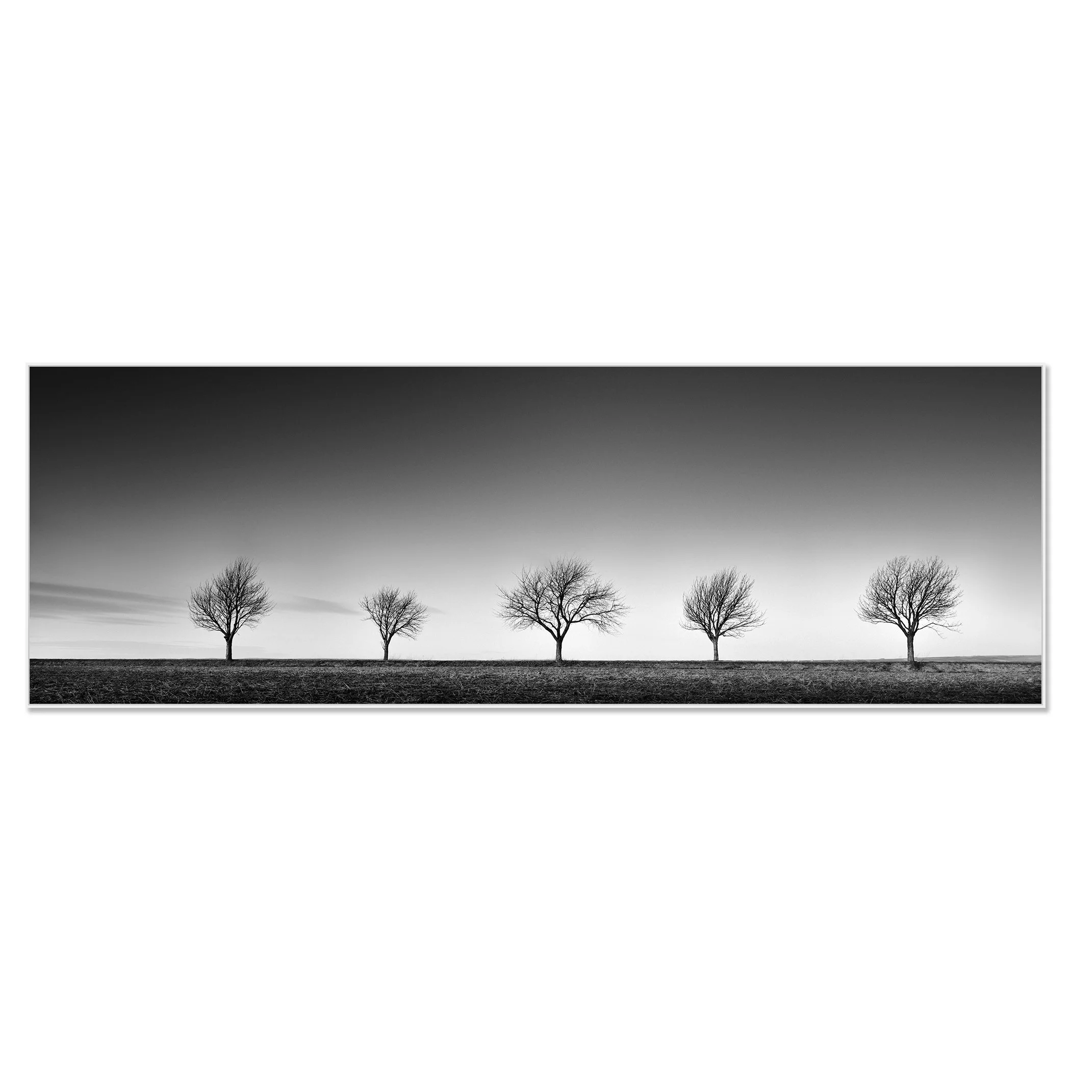 Row of Five Cherry Trees Panorama by Gerald Berghammer presented in a white aluminium ArtBox frame.