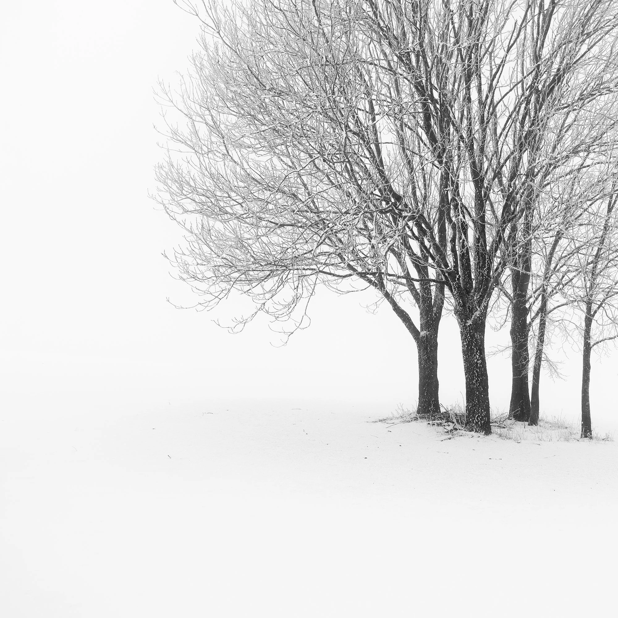 Detail view of fine winter branches and soft snow tones in Five Minimalist Winter Trees in the Snow – Austria
