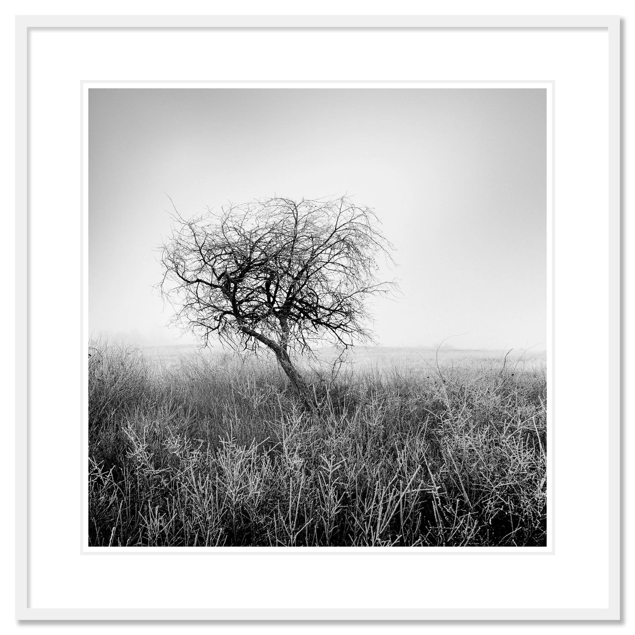 Tree in Hoarfrost Study 1 – Hungary, archival pigment print in a white aluminium frame with white mount and anti-reflective glass by Gerald Berghammer.