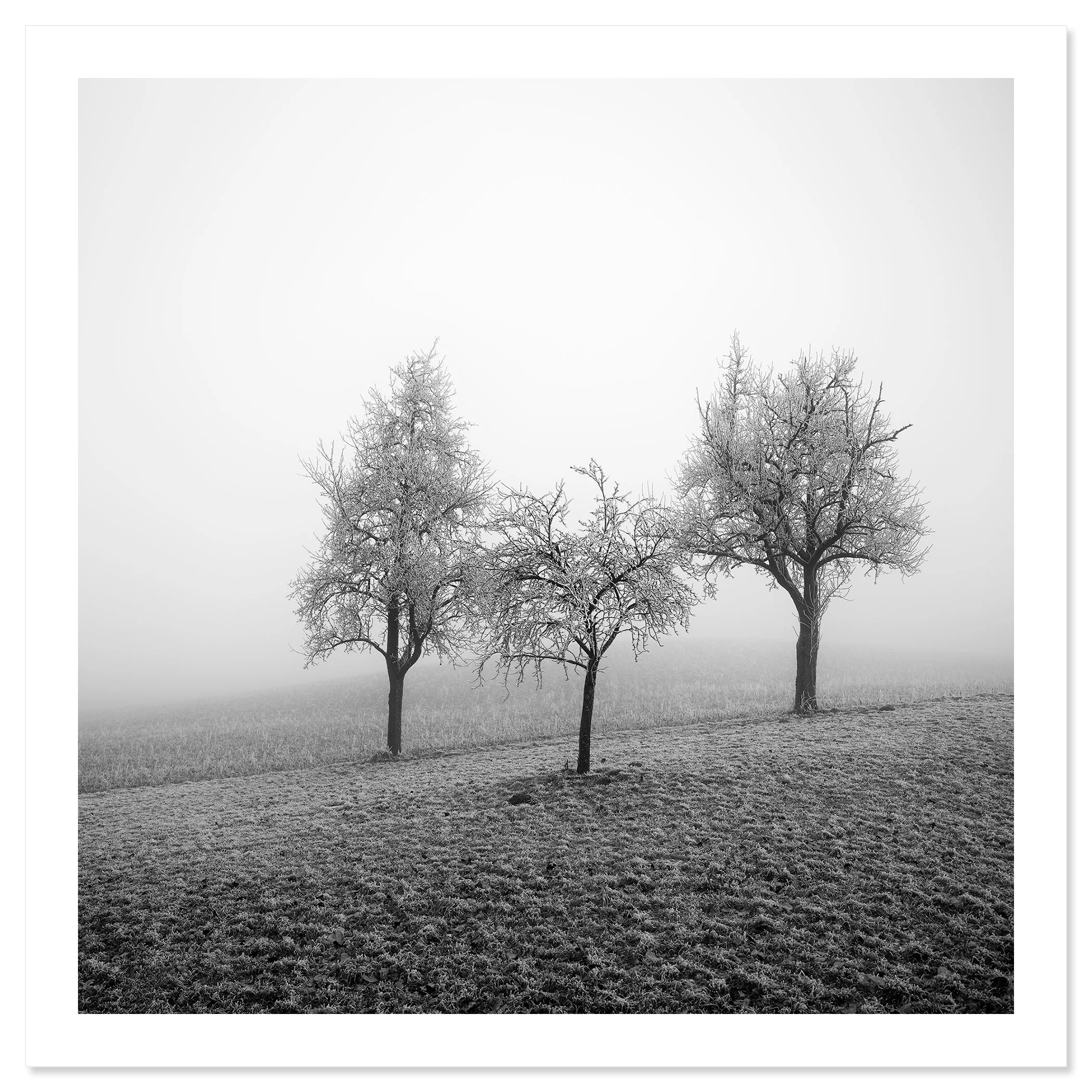 Three frost-covered fruit trees in a misty winter landscape in Austria, shown as an archival pigment print by Gerald Berghammer.