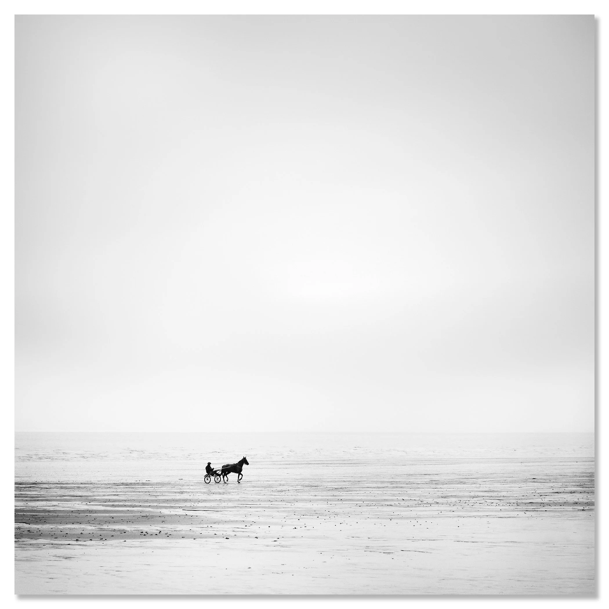 Harness Racing Horse on Empty Beach by Gerald Berghammer shown as a frameless aluminium Dibond artwork.