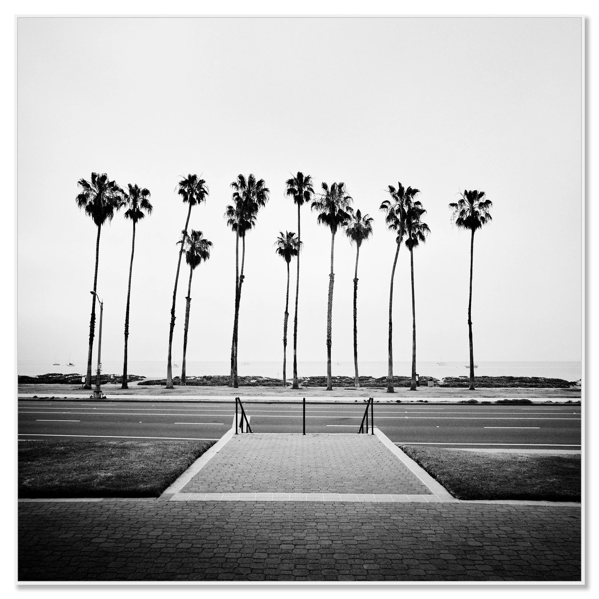 Palm Tree Study 1 by Gerald Berghammer, mounted on aluminium Dibond in a white aluminium ArtBox frame.