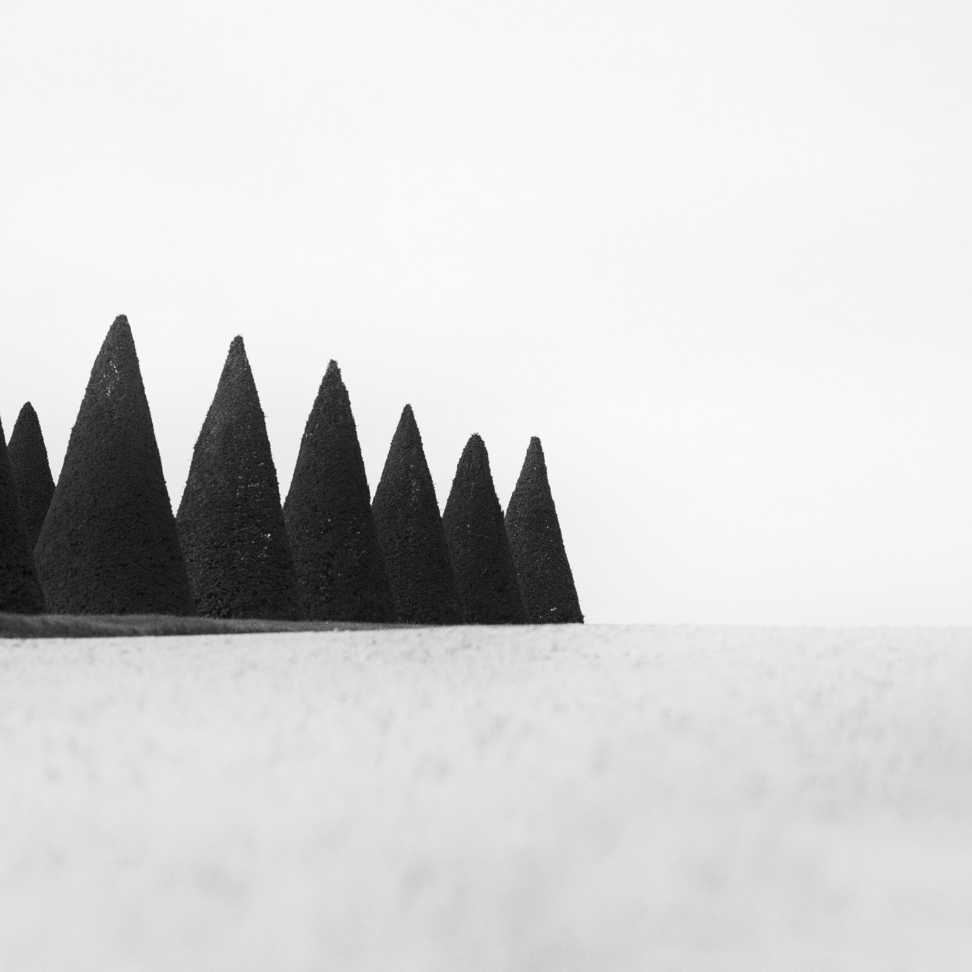 Hedges Study 3 – close-up print detail showing the sculpted hedge forms and monochrome tonal texture by Gerald Berghammer.