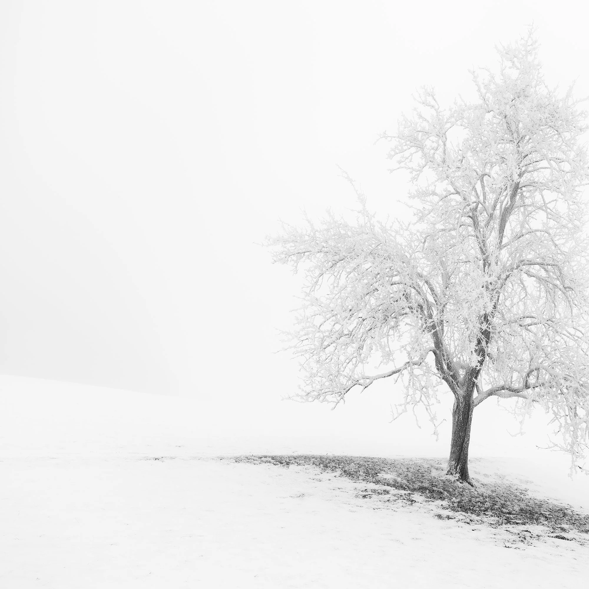 Close-up of Frosted Winter Tree Panorama – Austria, showing the black-and-white fine art print surface and tonal detail