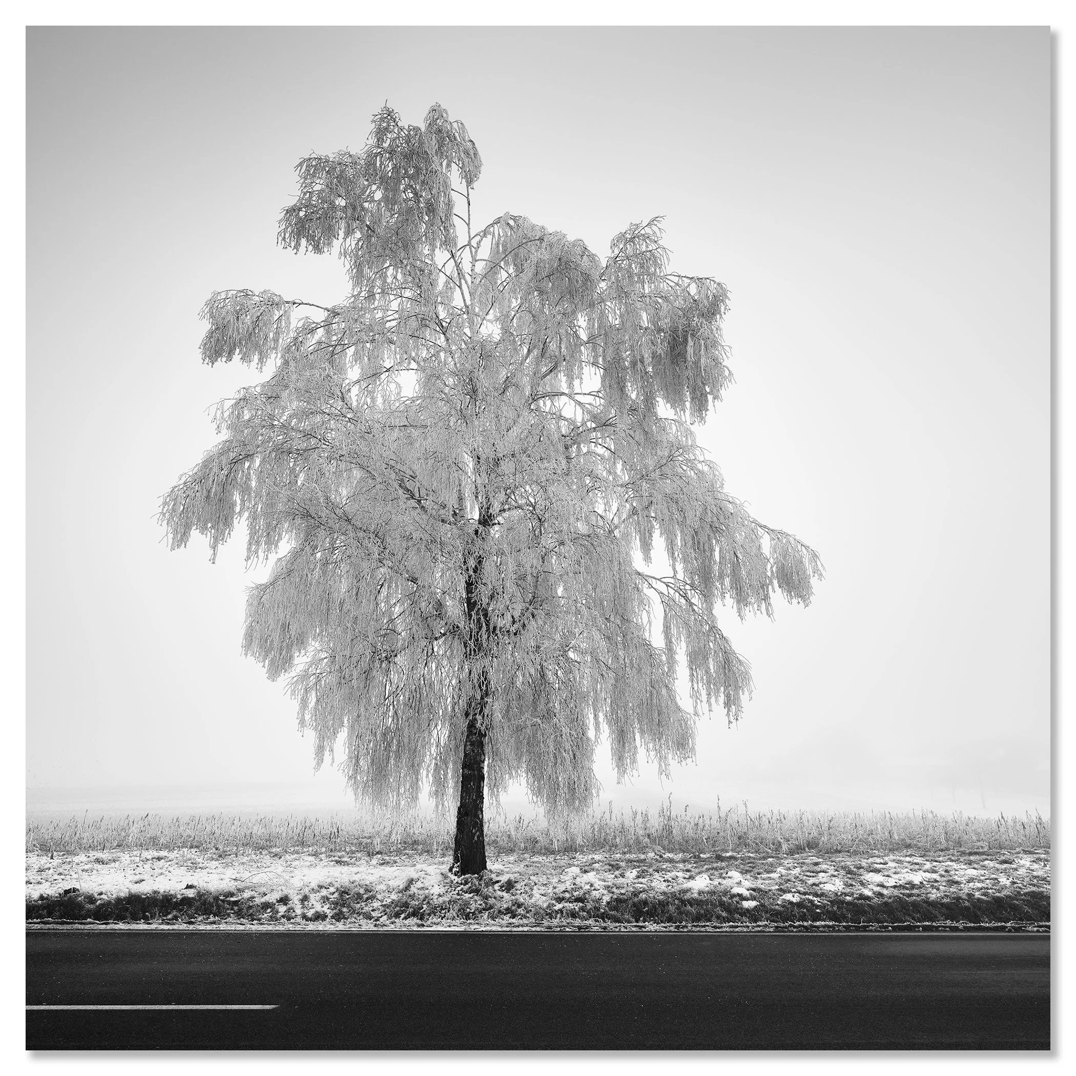 Frozen Birch Tree Study 1 – Austria, black-and-white photograph mounted to frameless aluminium Dibond.