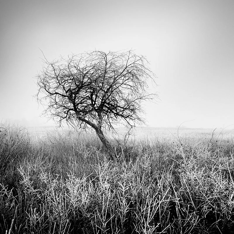 Hoarfrost Tree Study 1 – Hungary | Gerald Berghammer