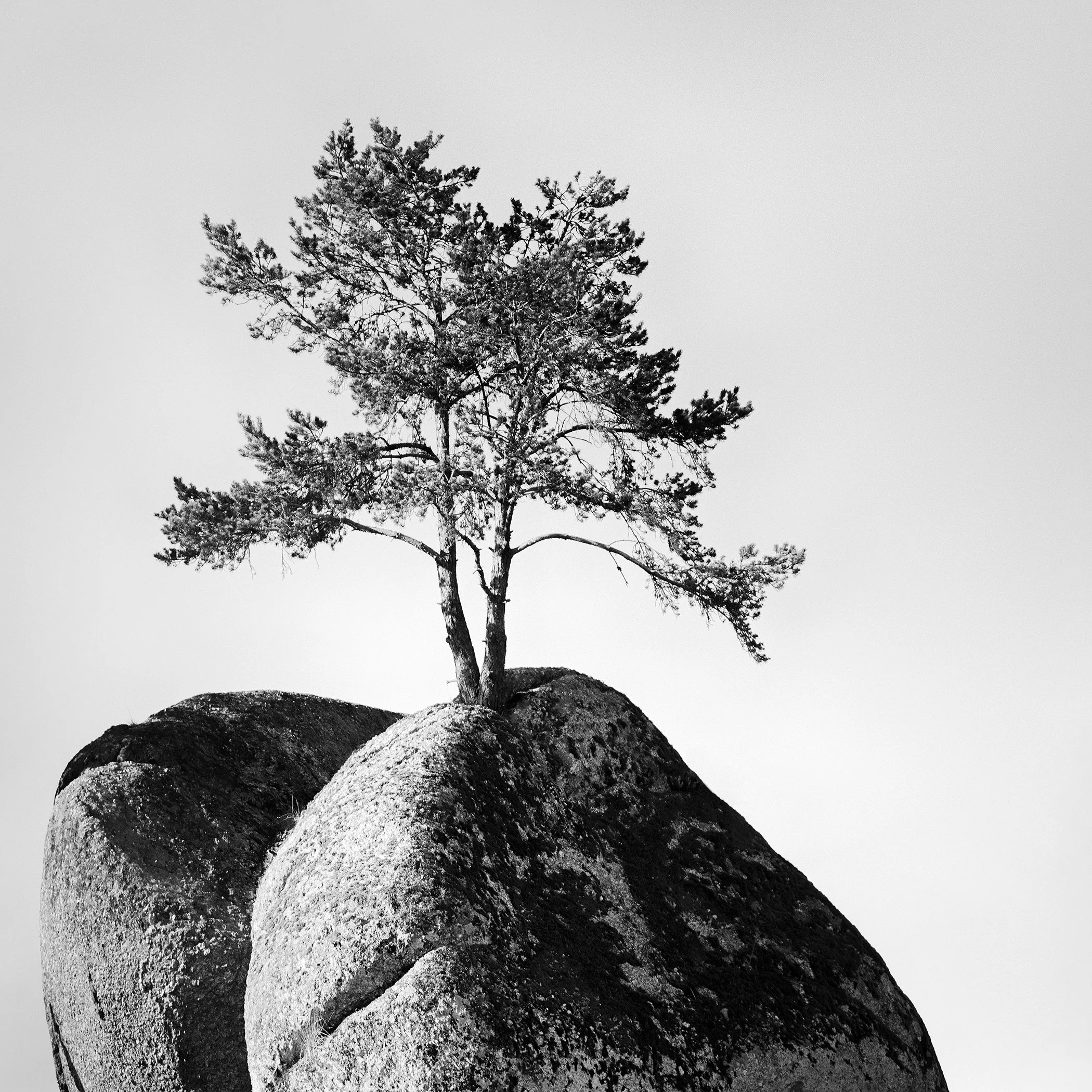 Solitary pine tree on a rocky boulder in Austria, black-and-white minimalist landscape photograph by Gerald Berghammer.