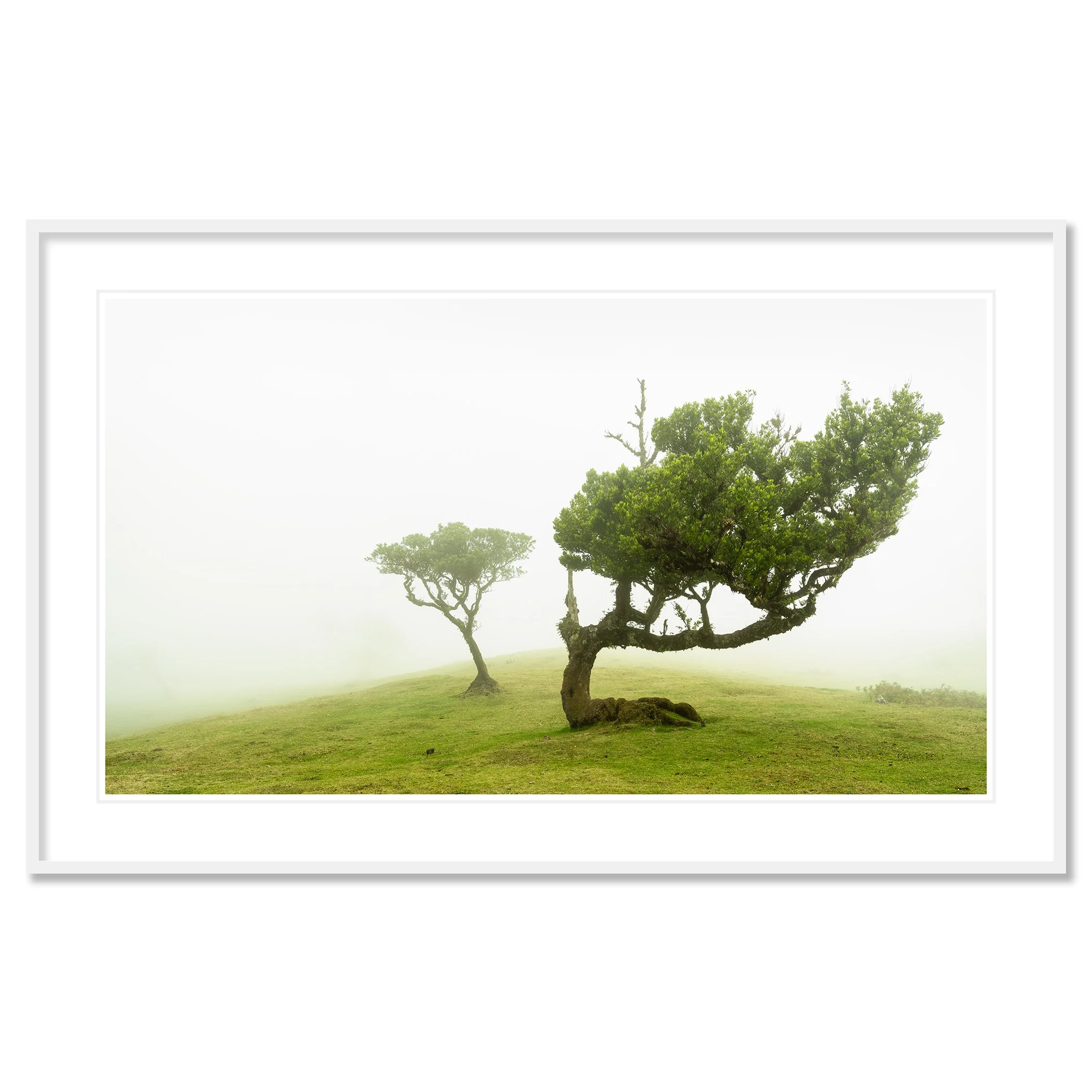 © 2021 Gerald Berghammer - Two windswept trees on a grassy hill enveloped in fog. Classic framed white
