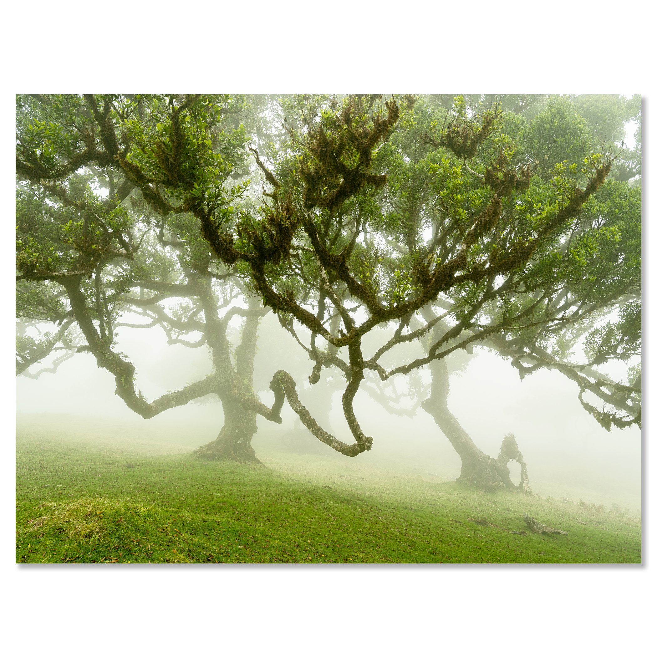 Misty Madeira forest with large moss-covered trees and lush green grass, wrapped in soft fog – dibond frameless