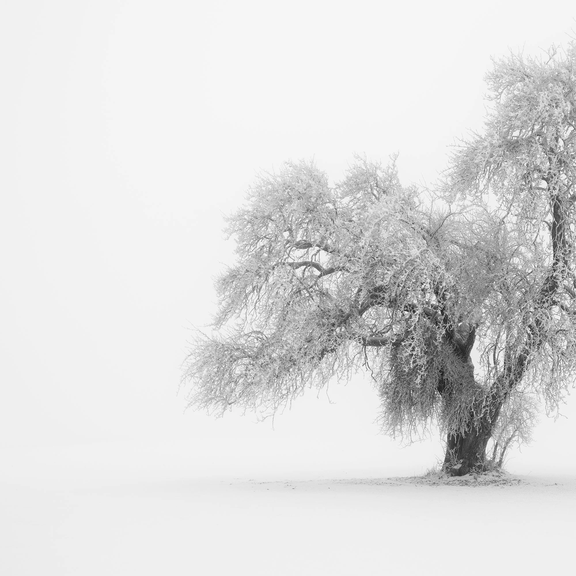 Detail of Minimalist Winter Tree Study 1 – Austria, showing the frost-covered lone tree and delicate branch structure.