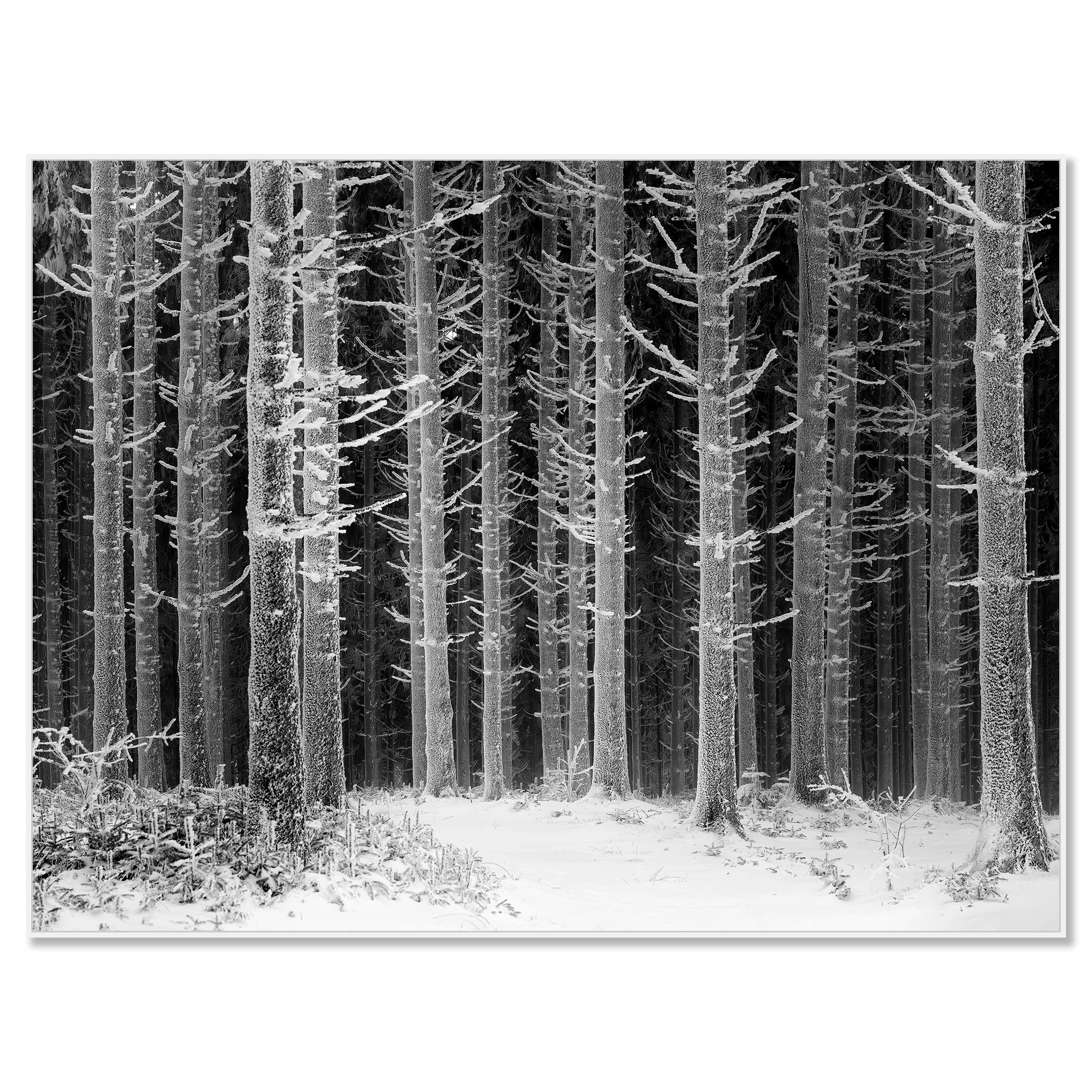 Path Through the Frosted Forest – Austria, black-and-white fine art photograph in a white aluminium ArtBox frame by Gerald Berghammer.
